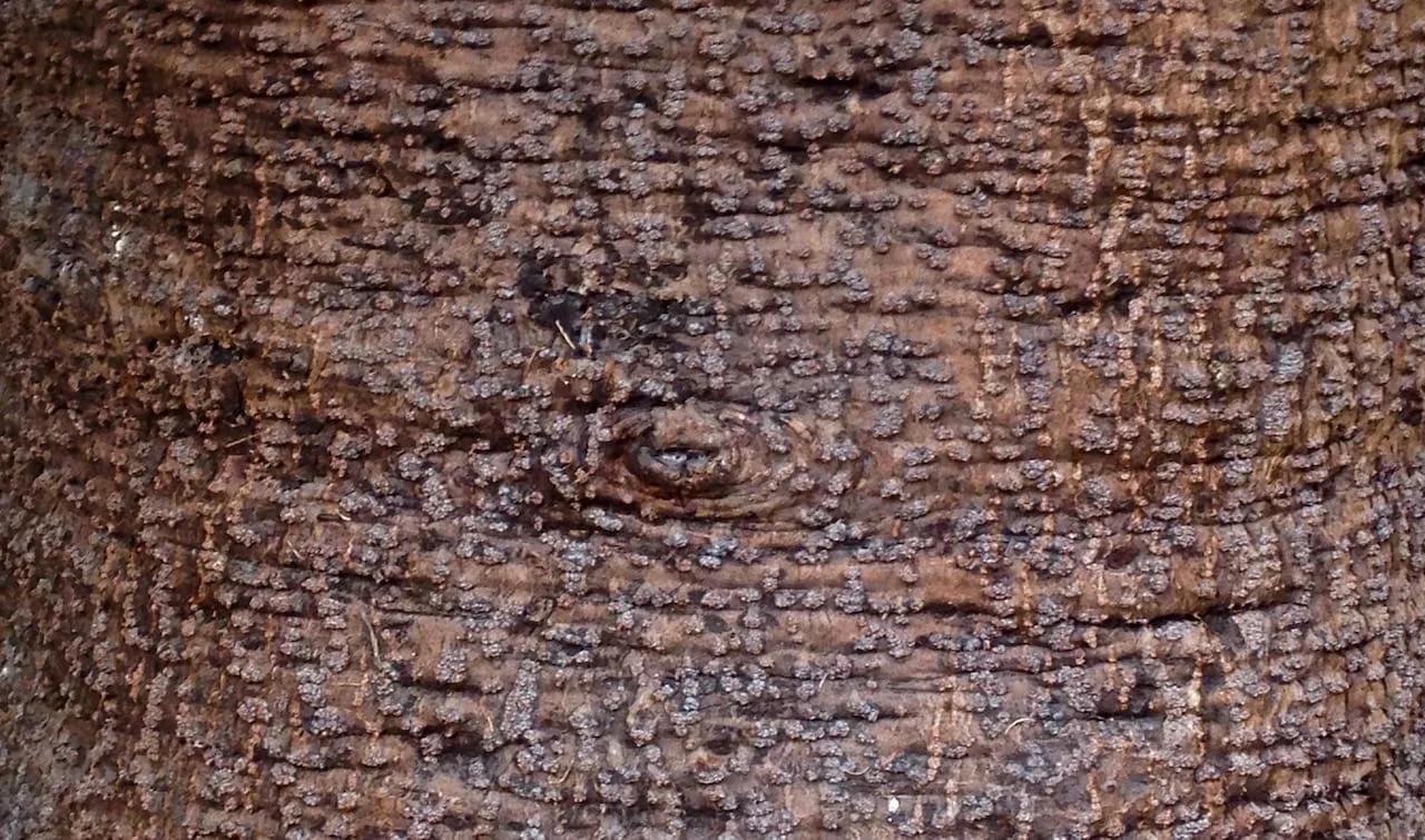 Knotty.jpg
