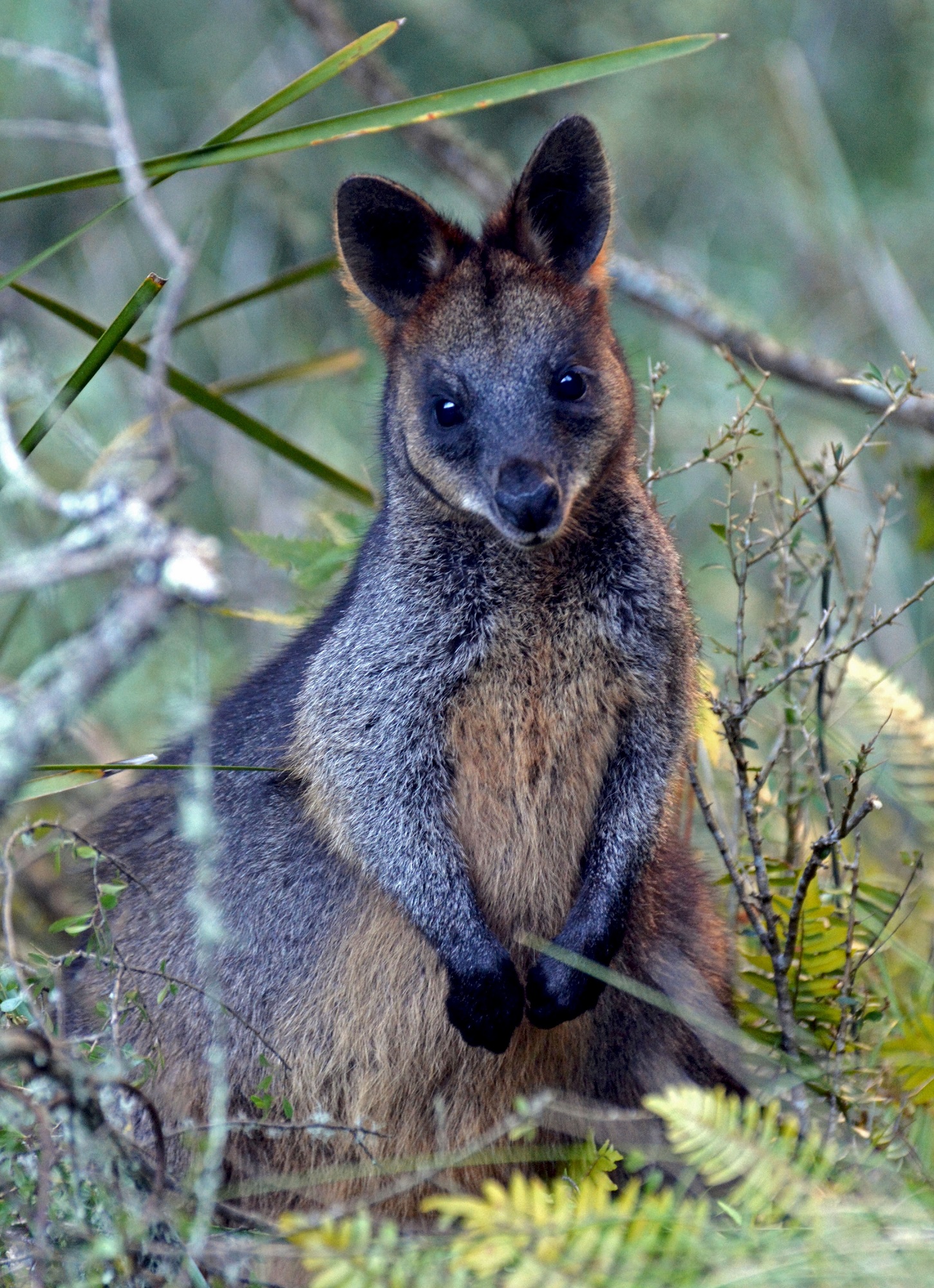 035_swamp_wallaby.jpg