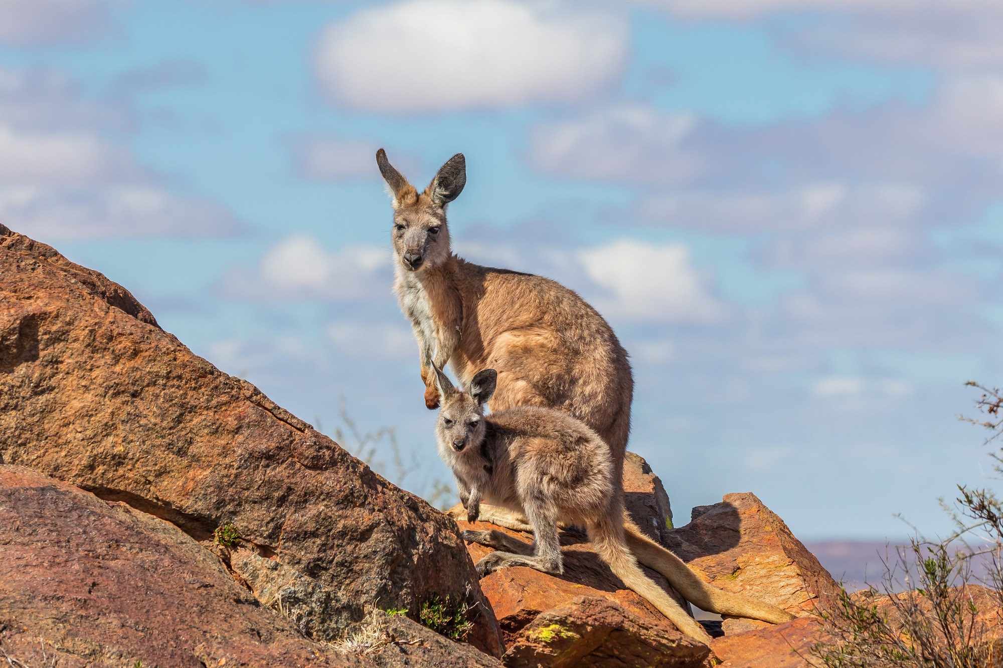 CATEGORY A wallaby_and_joey.jpg