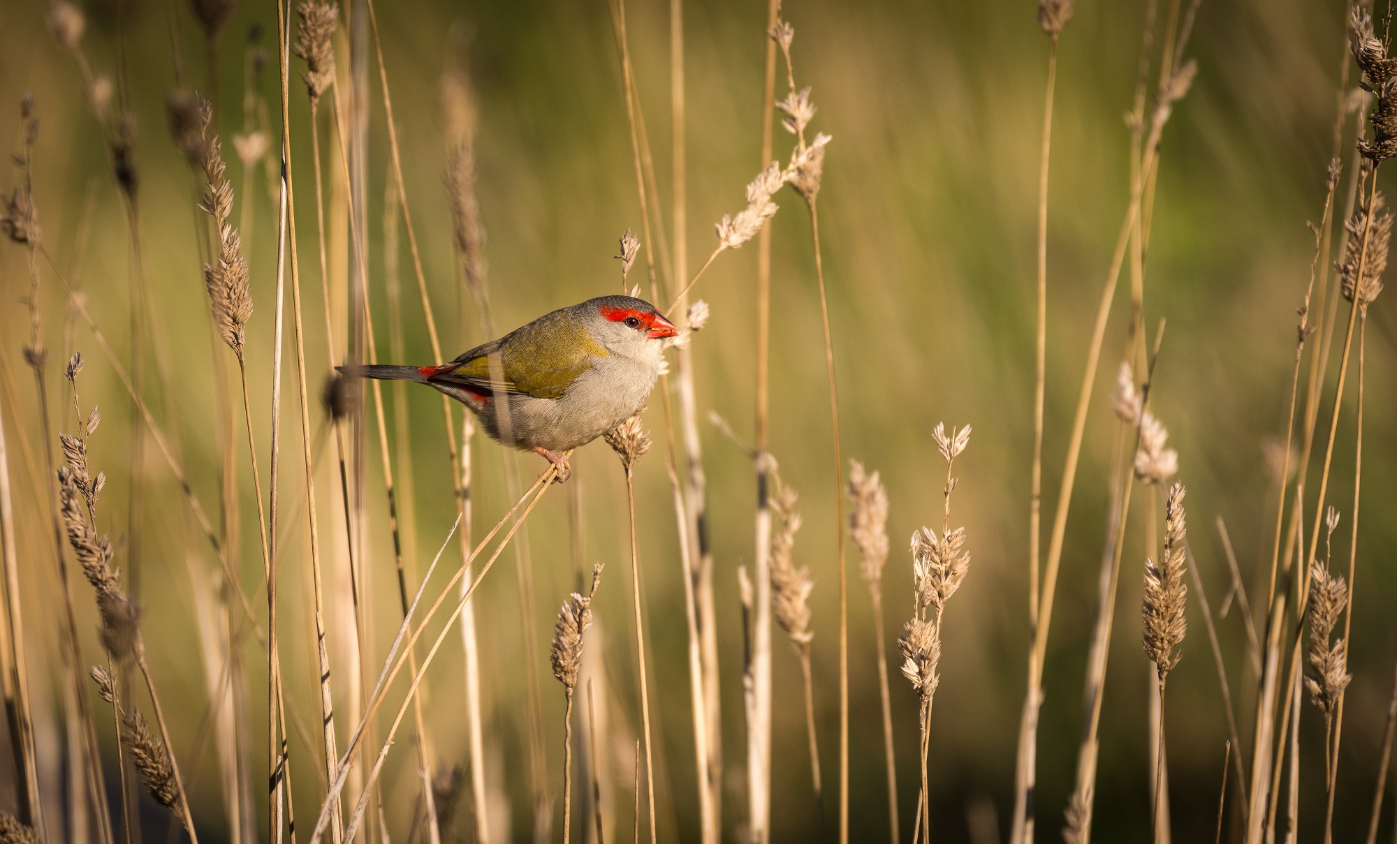 red_browed_finch1037.jpg