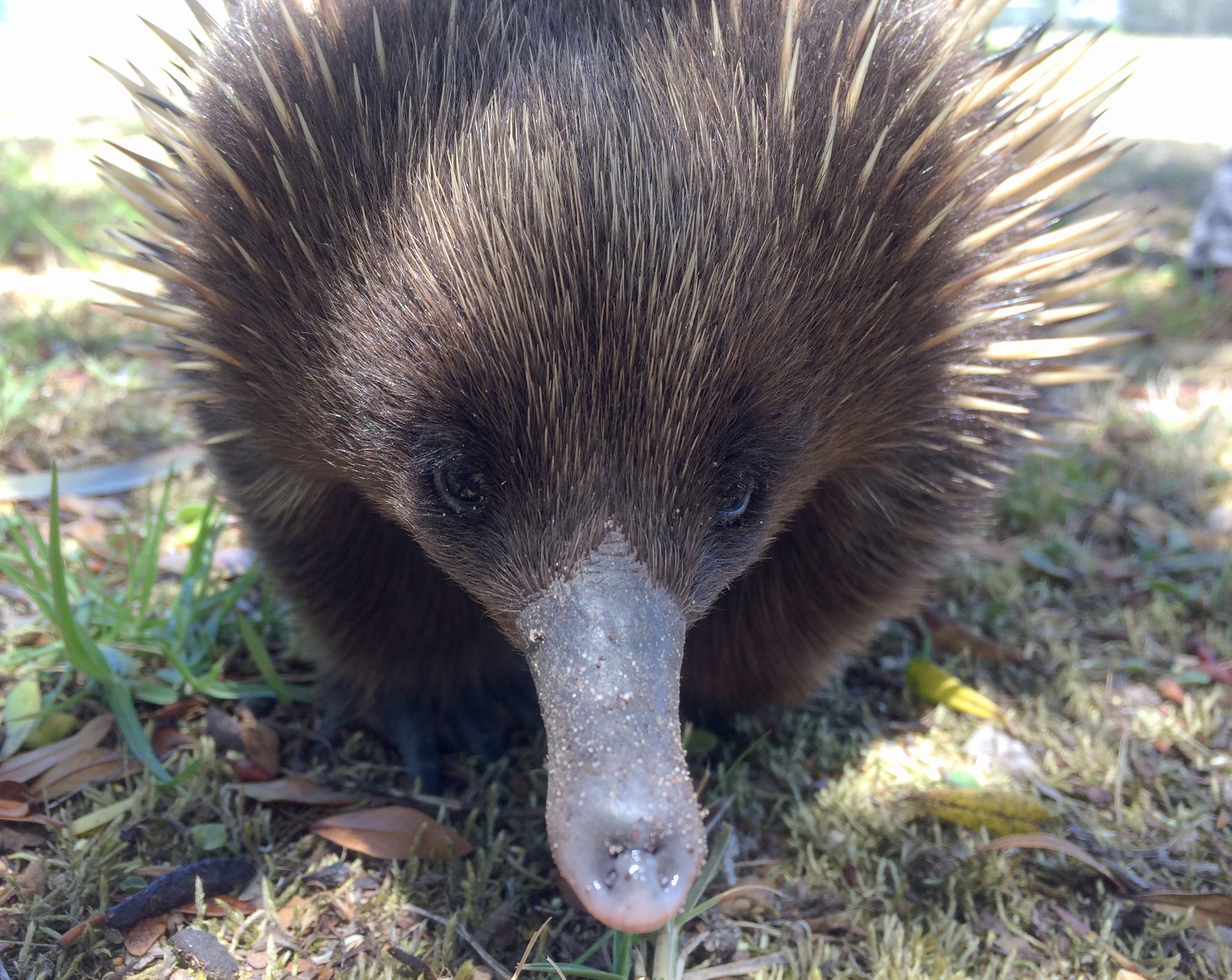 CATEGORY D echidna_malia_barrel.jpg