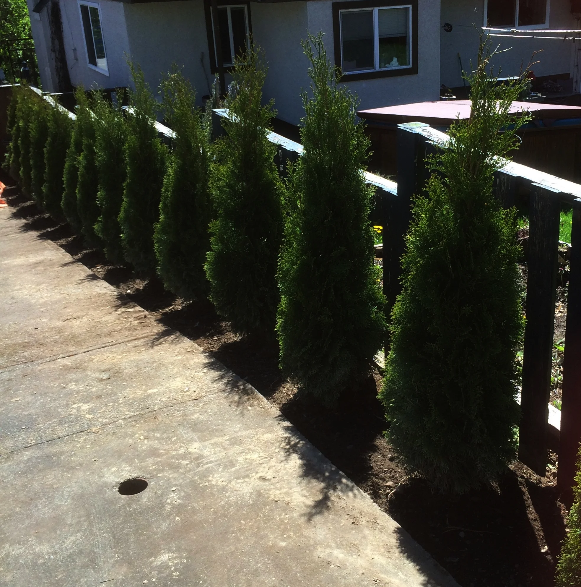 hedge row.jpg