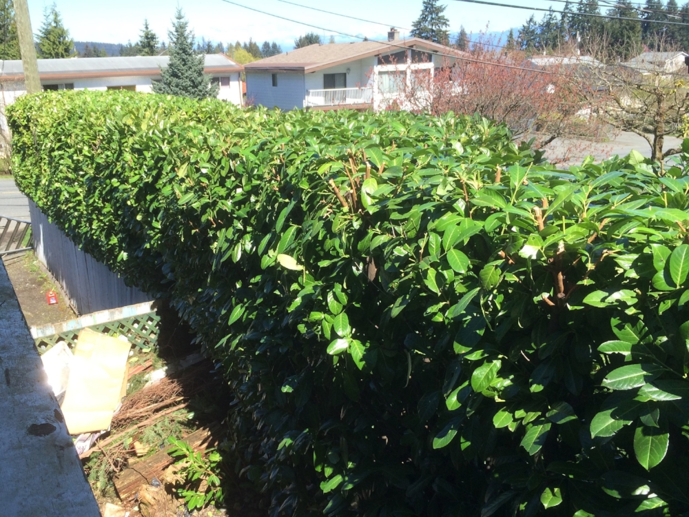 Top of laurel hedge nanaimo