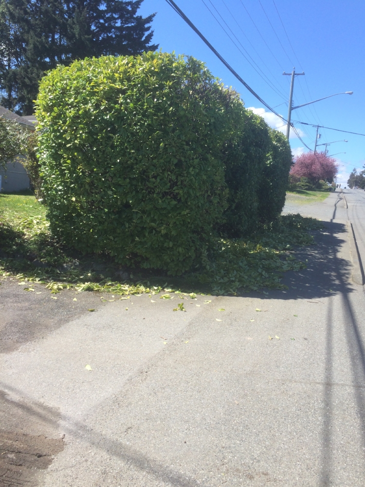 big laurel hedge | Nanaimo BC