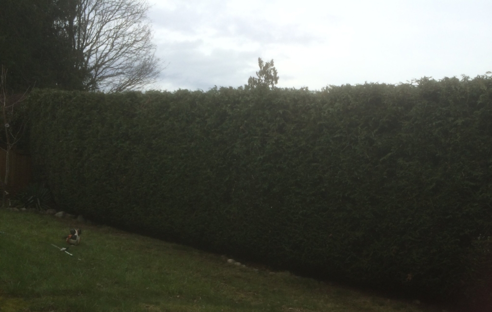 Cedar hedge trimming | Nanaimo BC