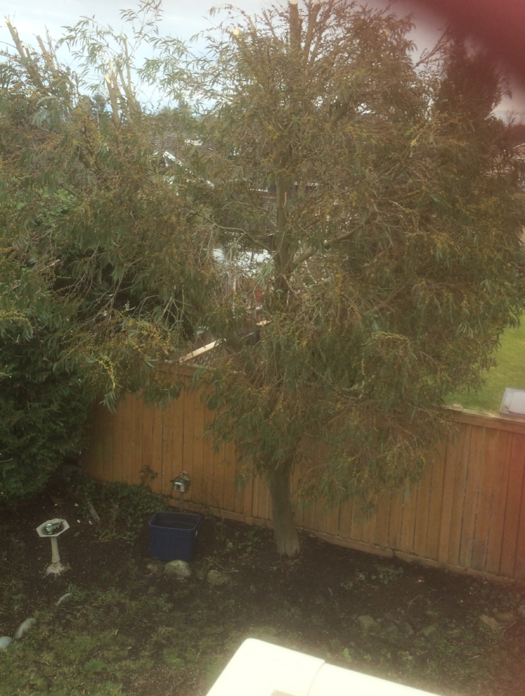 Eucalyptus trimming