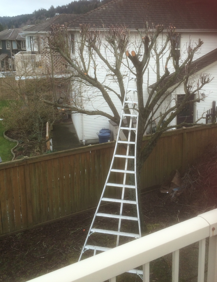 Cherry tree pruning