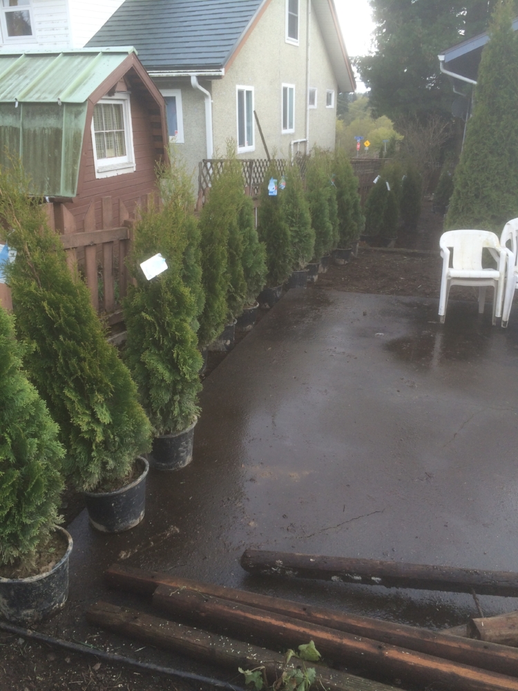 Cedar hedge installation