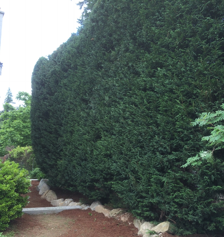 20' leylandii cyprus hedge nanaimo