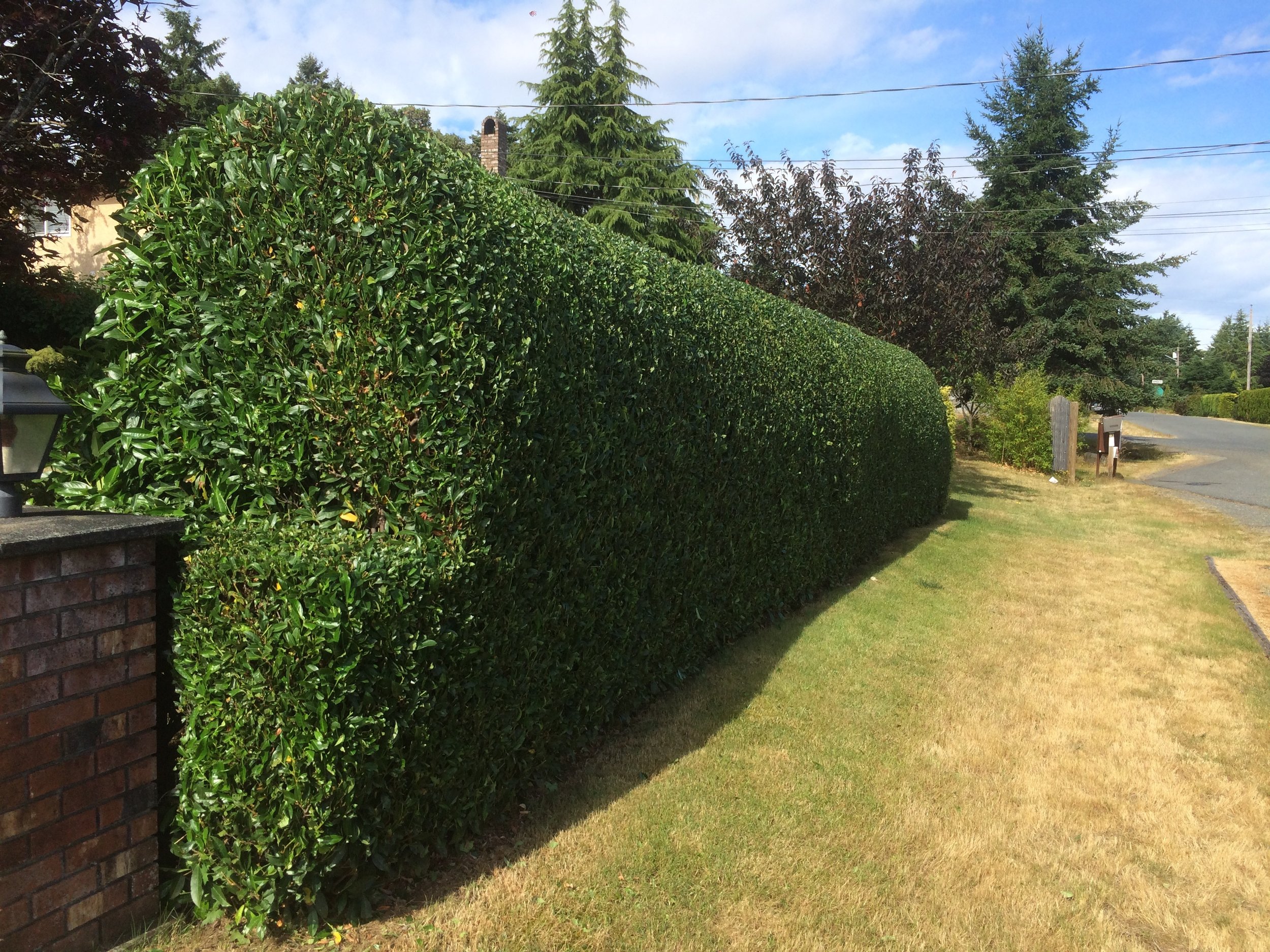 nice laurel hedge - nanaimo landscaping