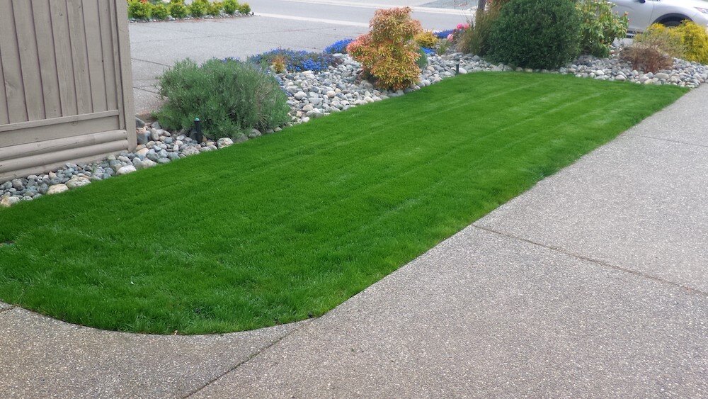 new seeded lawn - jinglepot landscaping &amp; irrigation