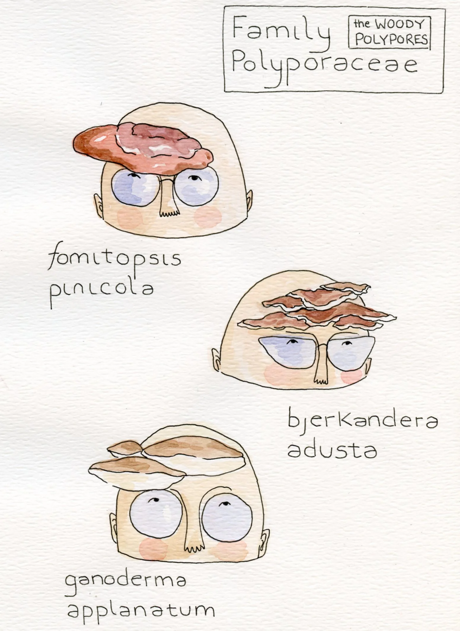 Mushroom Visors Postcard