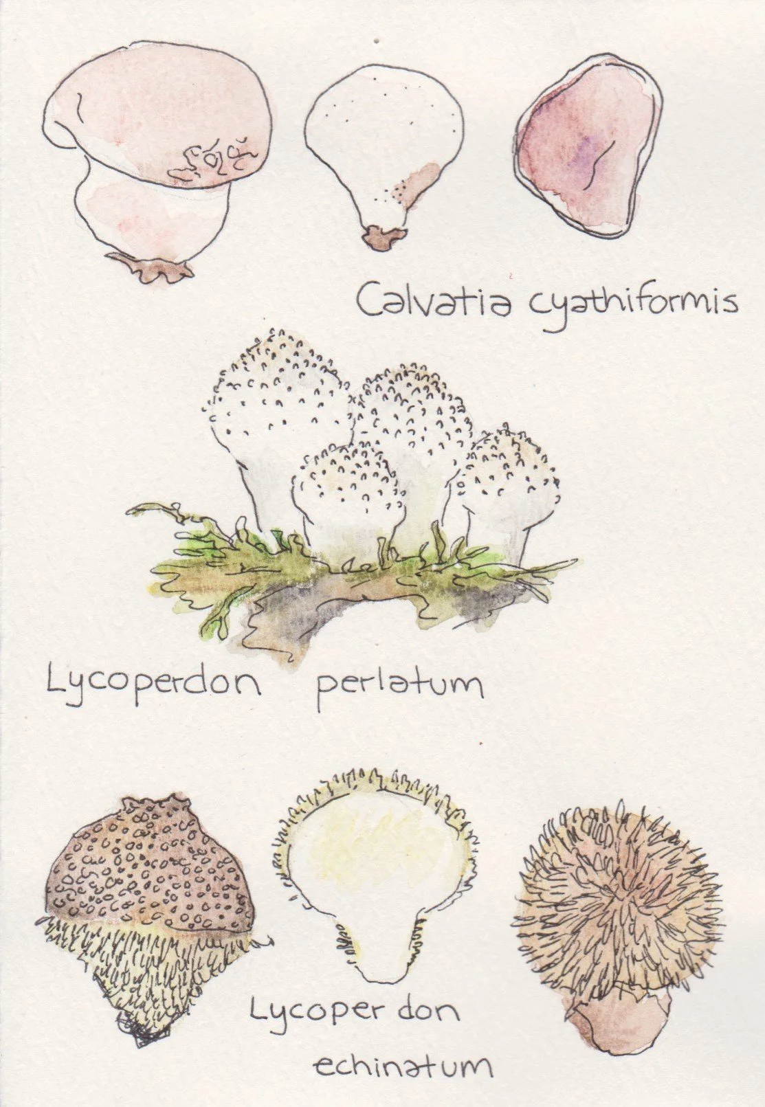 Mushroom Watercolours