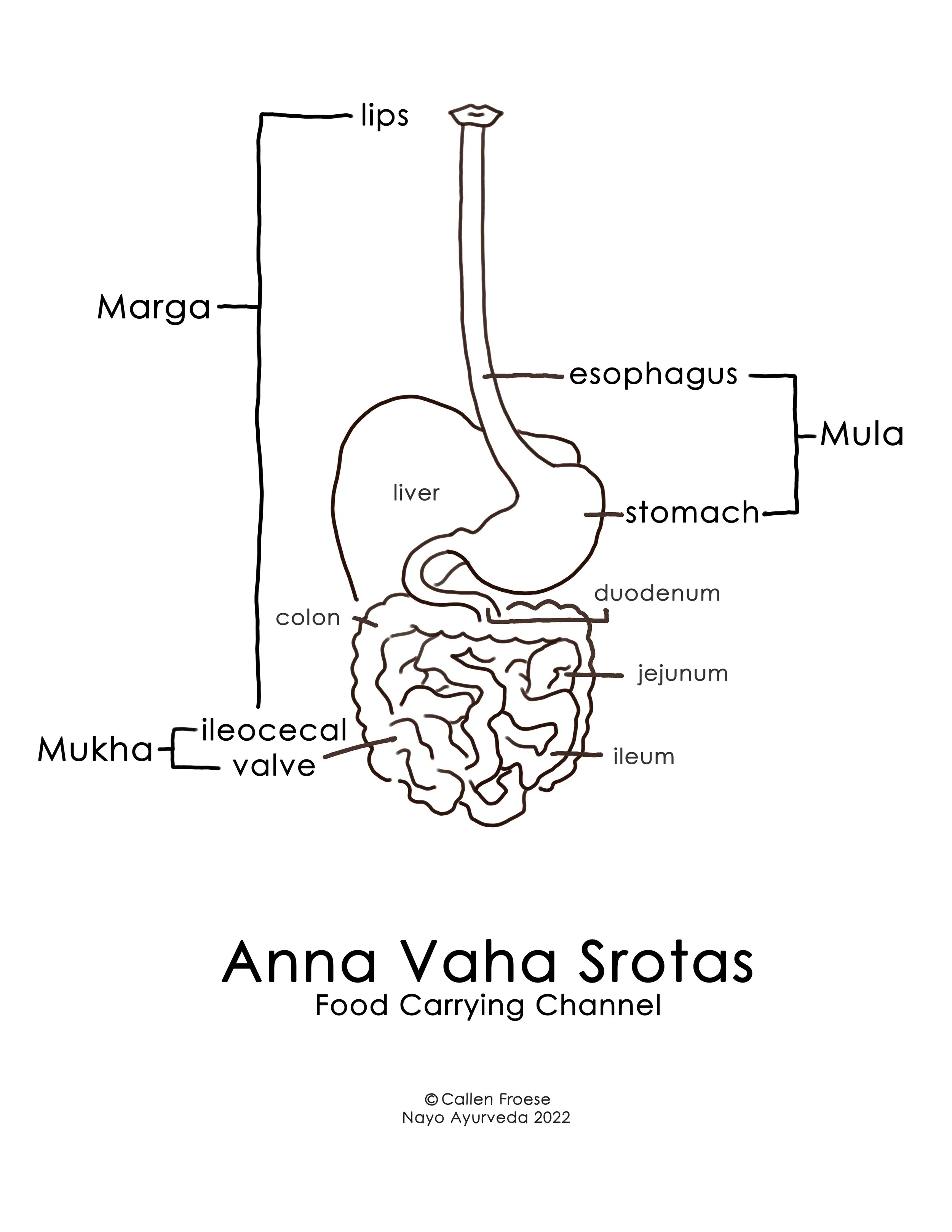 AnnaVahaSrotas2.jpg