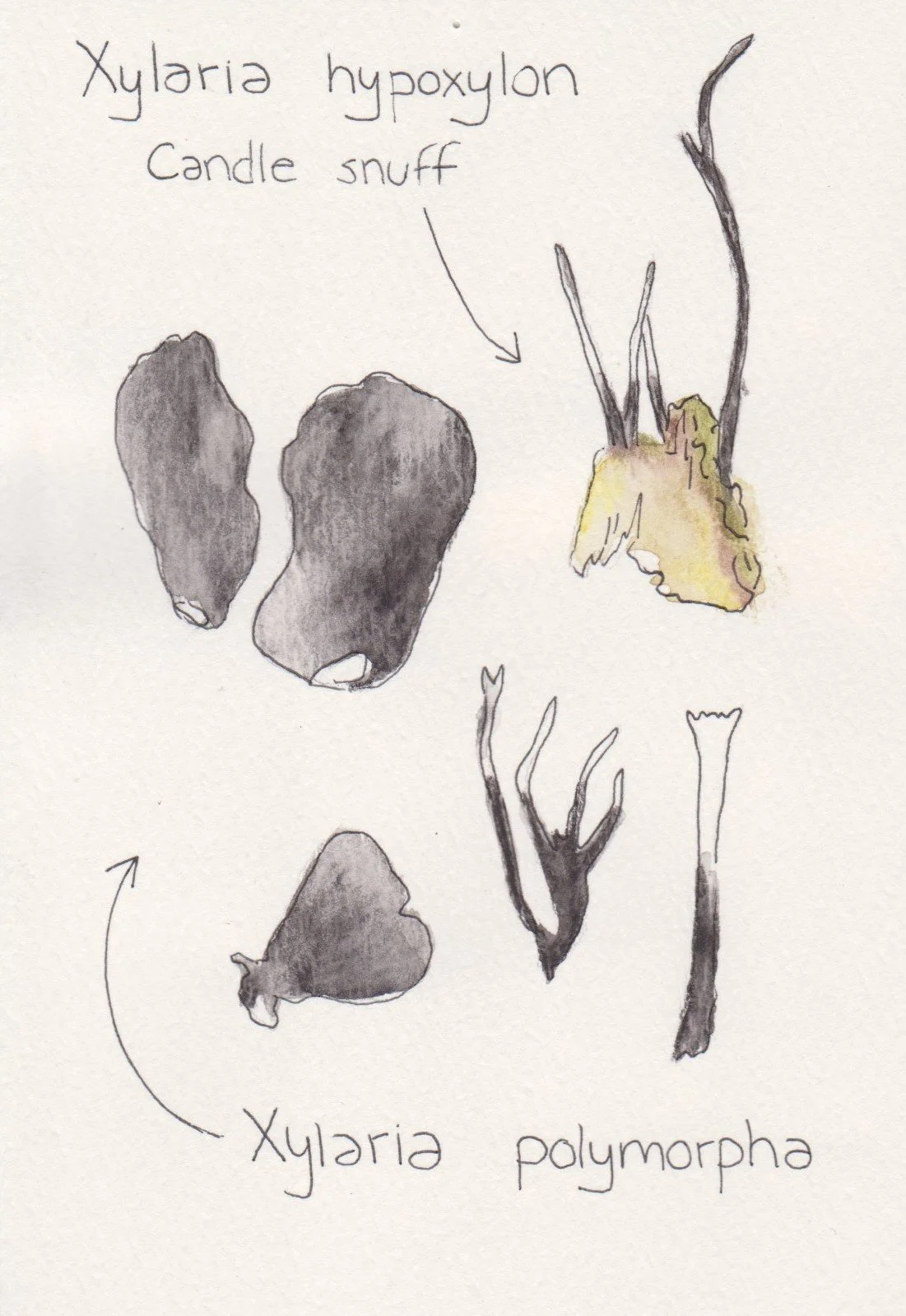 Scan_20200427 (52).jpg