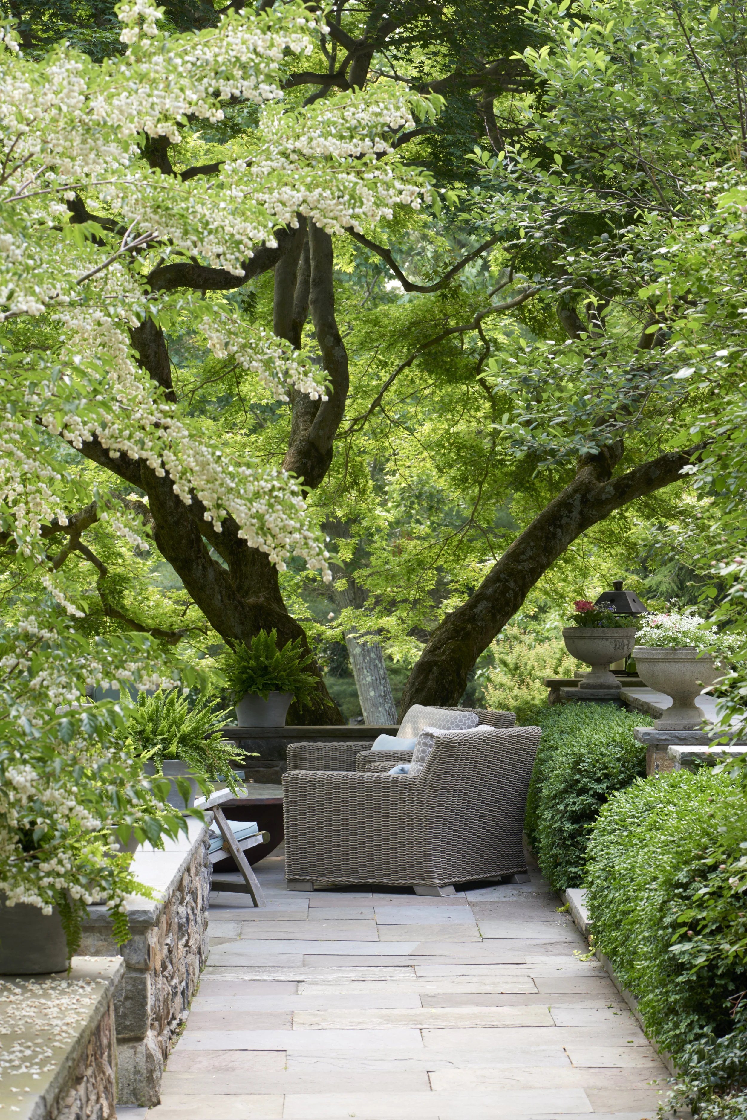 Johnston terrace with tree.jpg