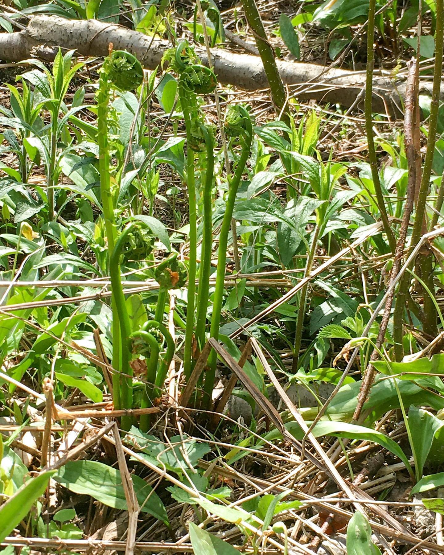 From the forest floor to the table!

Last weekend my friend shared their secret foraging spot up north for fiddleheads.&nbsp; When someone shares such a place you feel privileged, because&nbsp;Mainers&nbsp;keep this knowledge to&nbsp;themselves in or