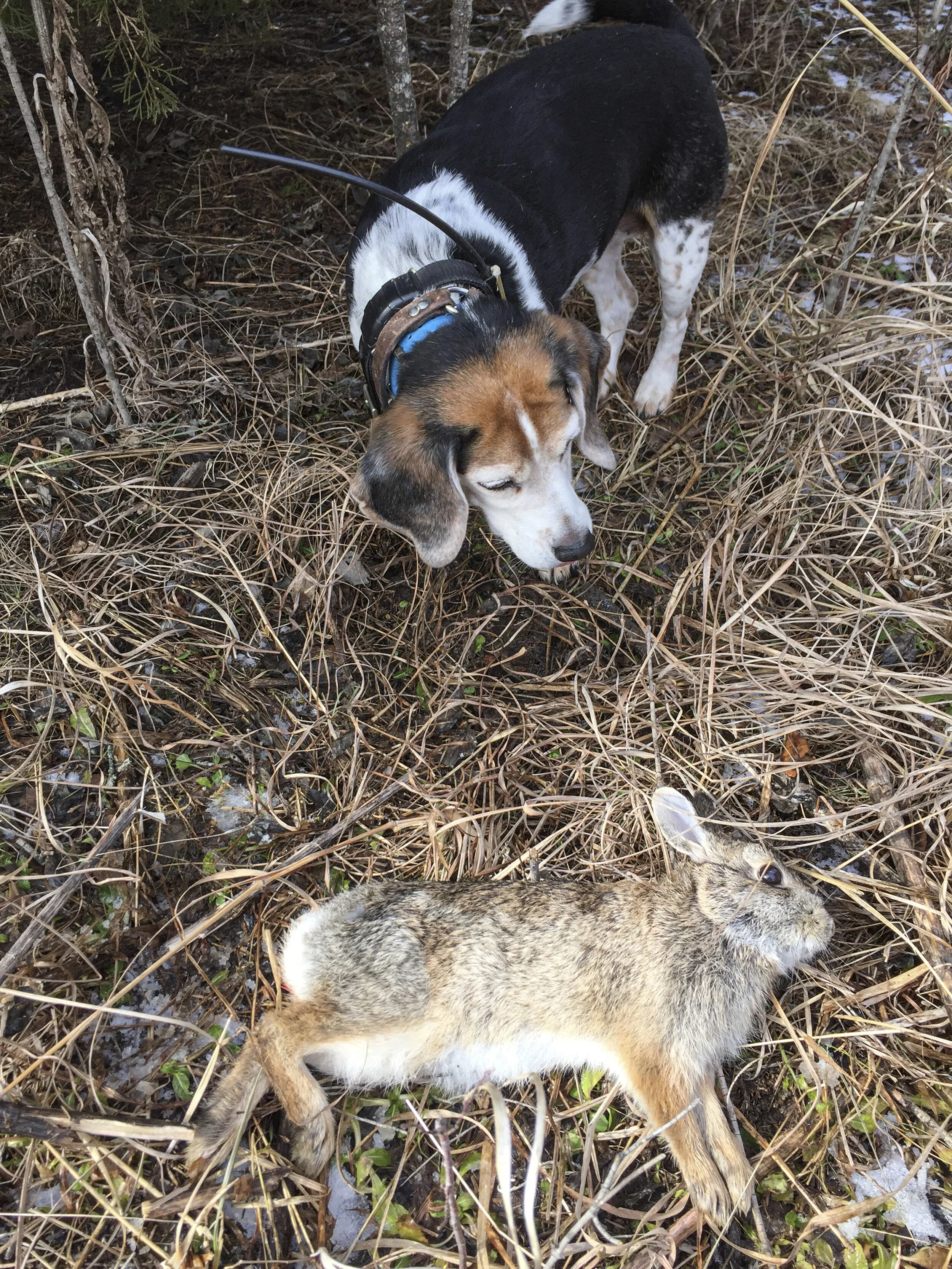 Rabbit_6037-2.jpg