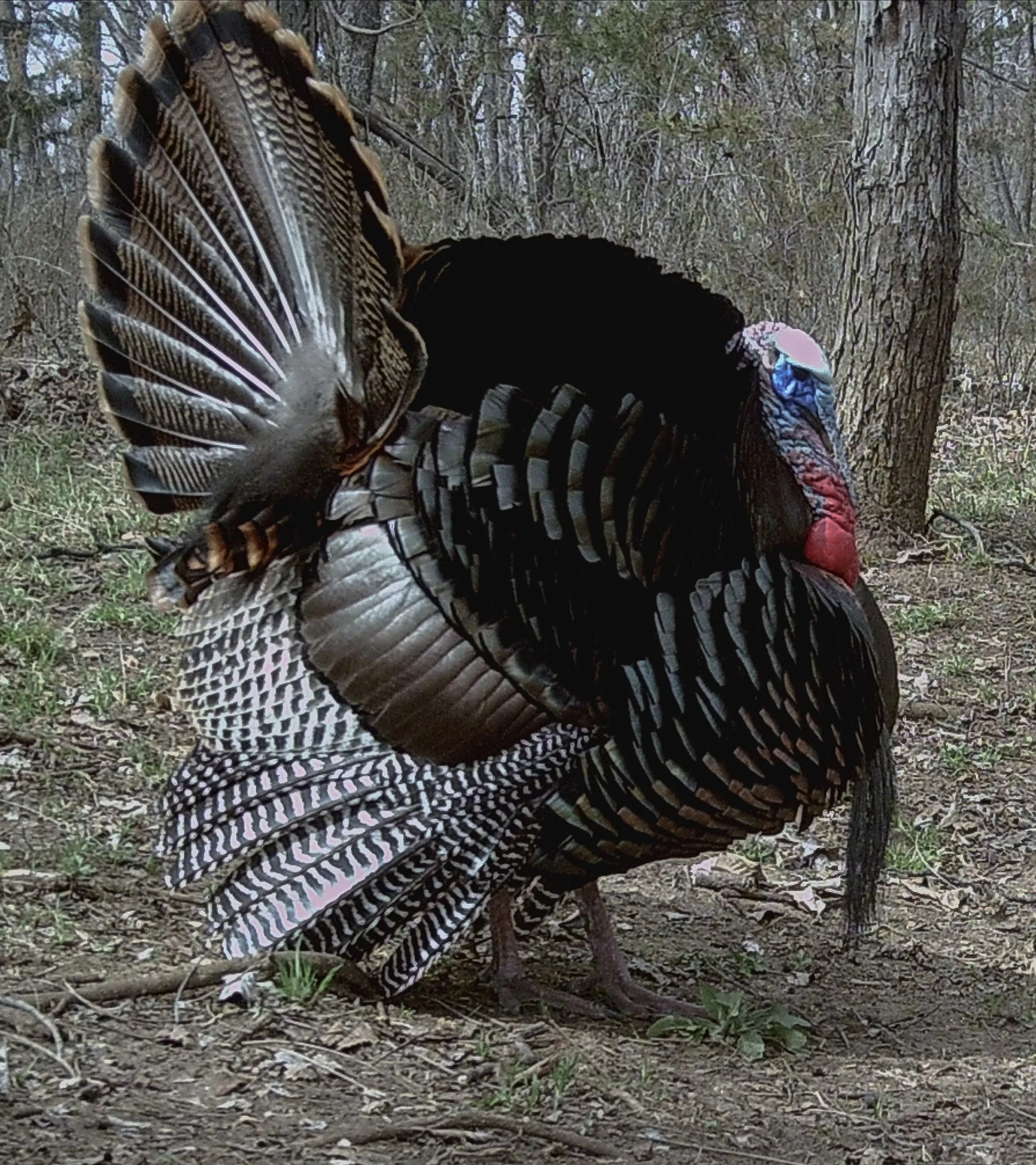 Gobbler_0064..jpg