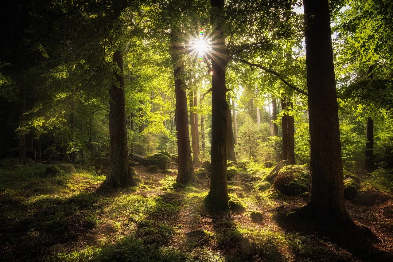 forest.jpg