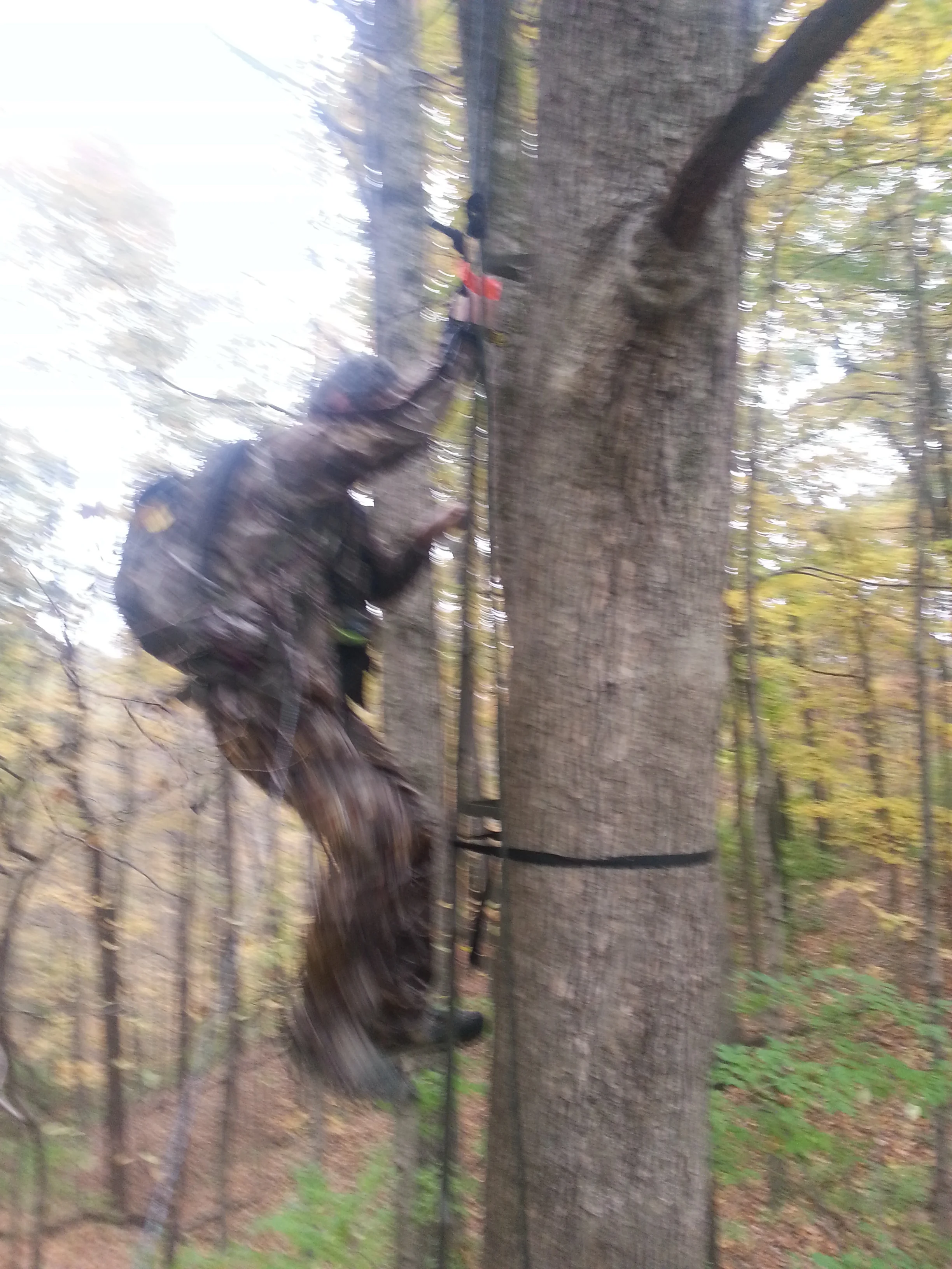 Tree Climing Safety