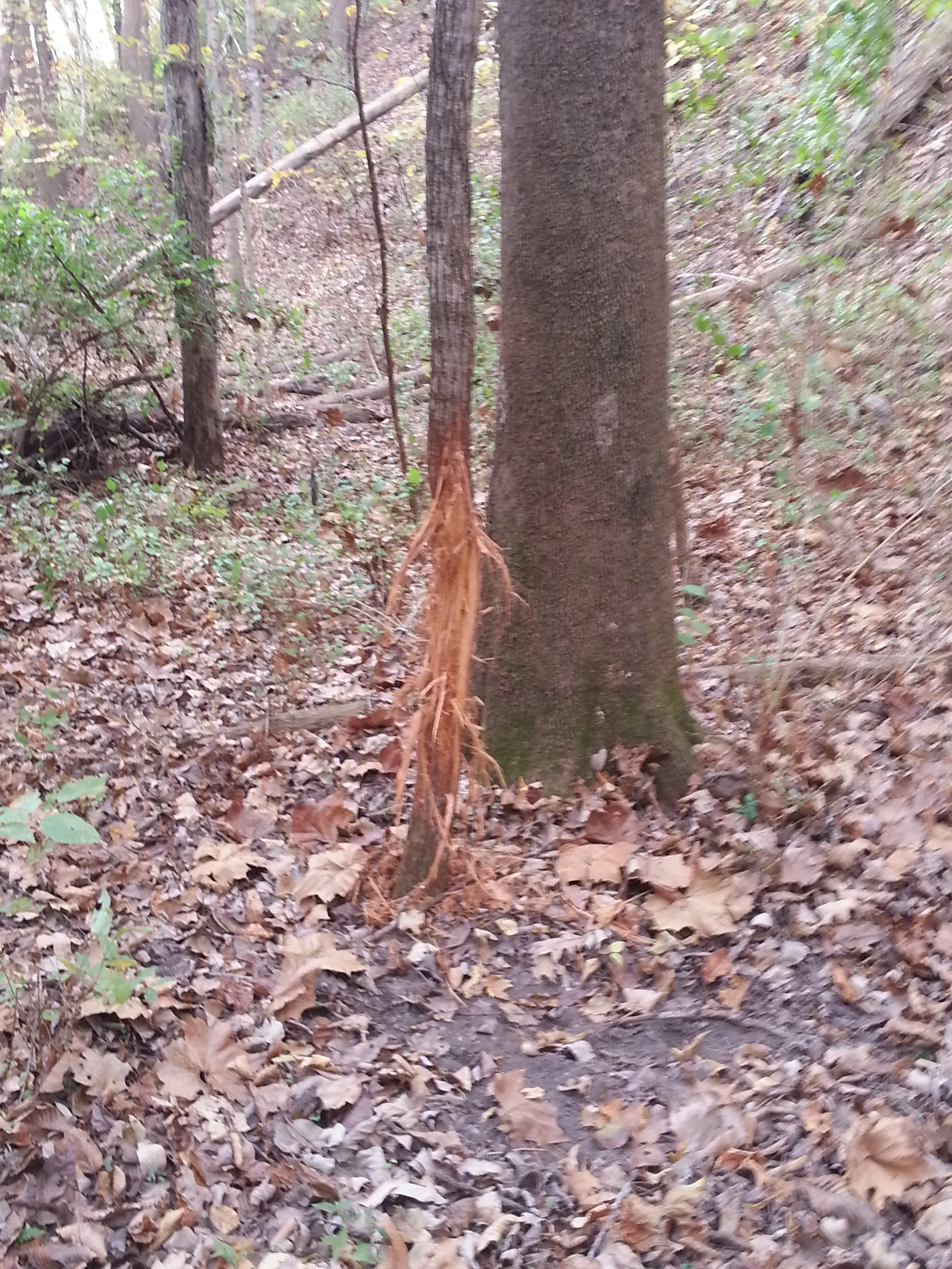 Tree bark keeps coming off lol