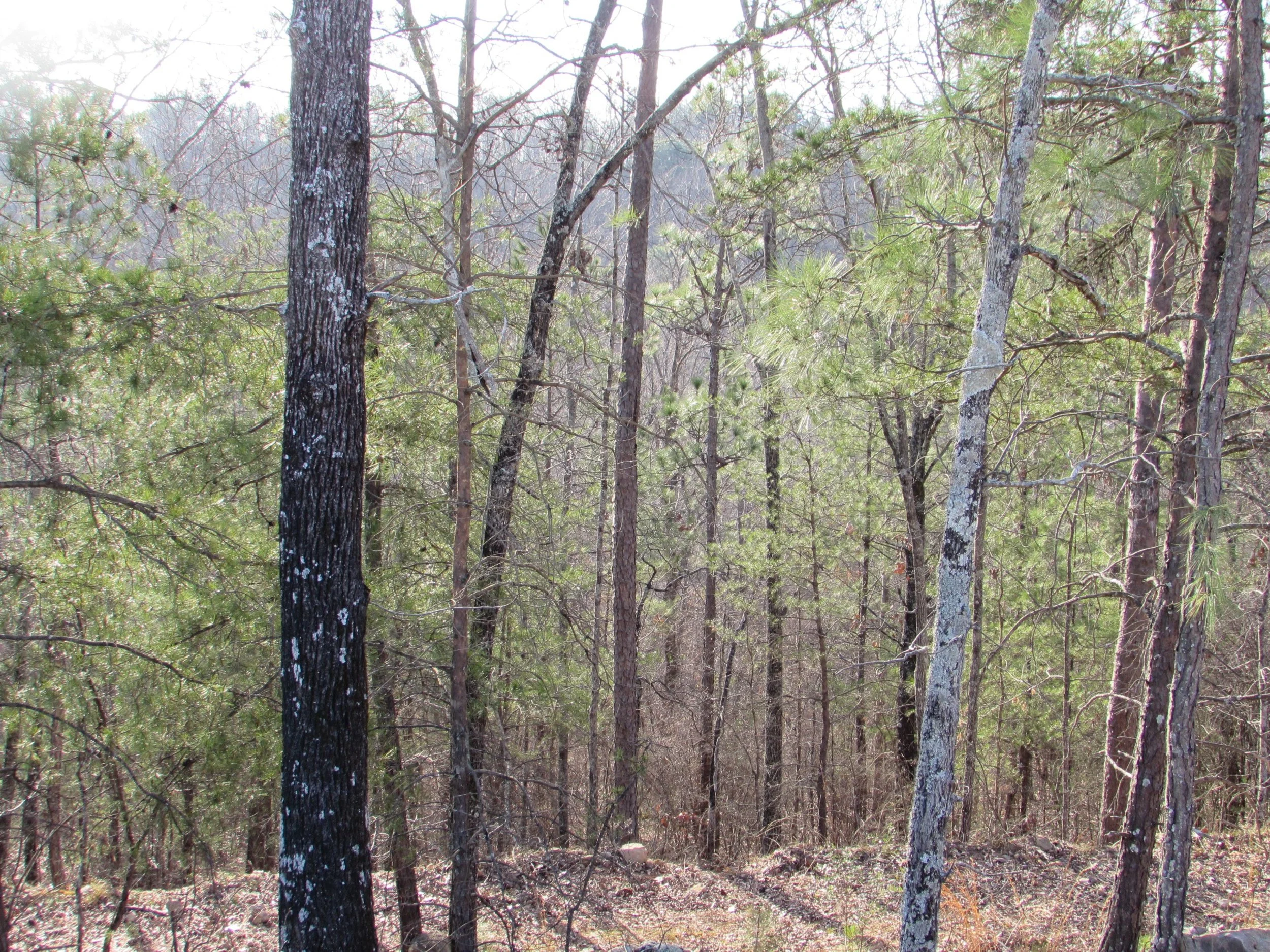 Homesite #48 List Price: $175,000 Size: 2.51 acres Section: Pelham Street: Lindsay Lane