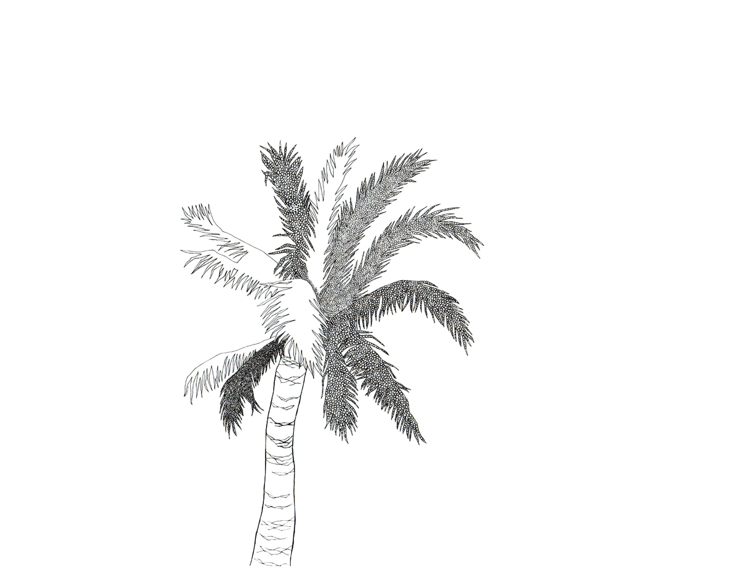 Palmtree in pen_web.jpg