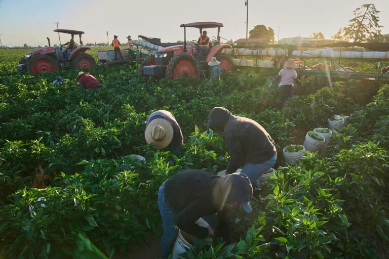 As farmworkers face longer, hotter harvest seasons, their risk of heat-related illness grows