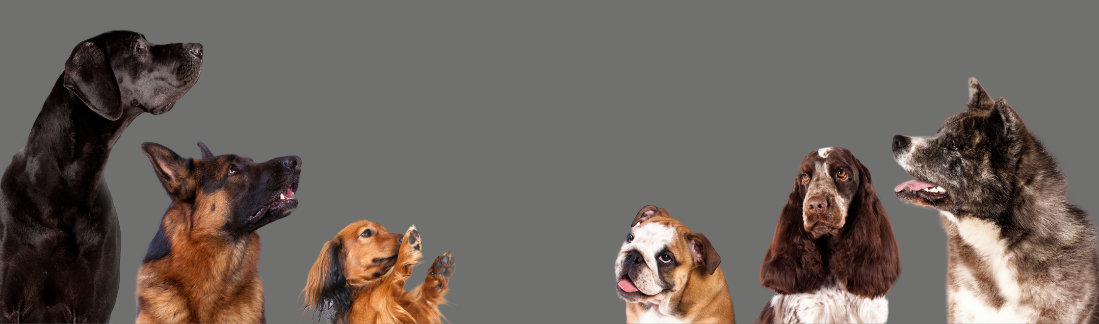 Untitled design - 2023-12-26T103954.995.png