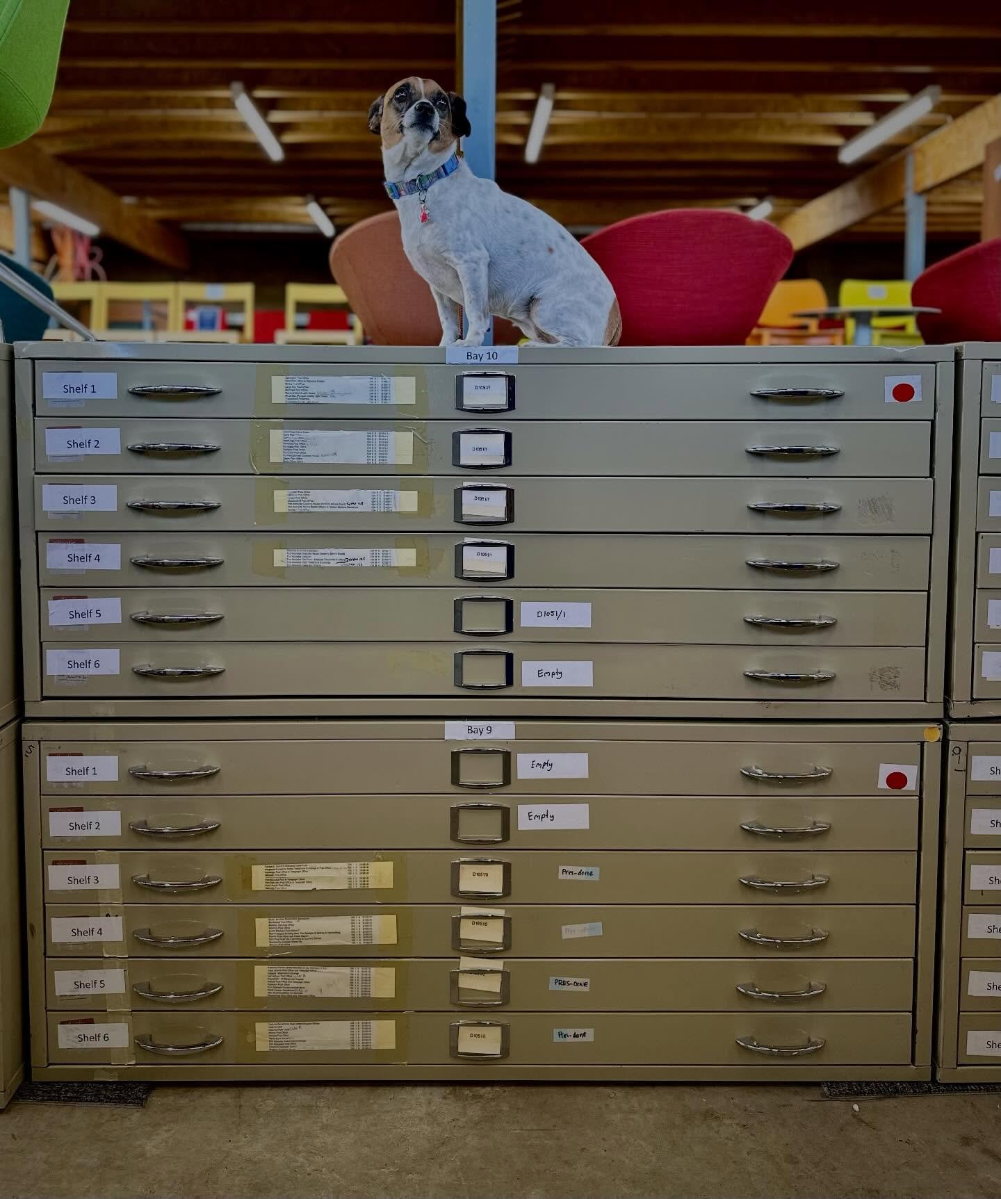 Tilly, our General Manager, has secured a particularly rare batch.

Original flat file / map cabinets, straight out of government use. Highly sought after, hard to find, and even rarer to come through in bulk.

Industrial, practical &mdash; and right