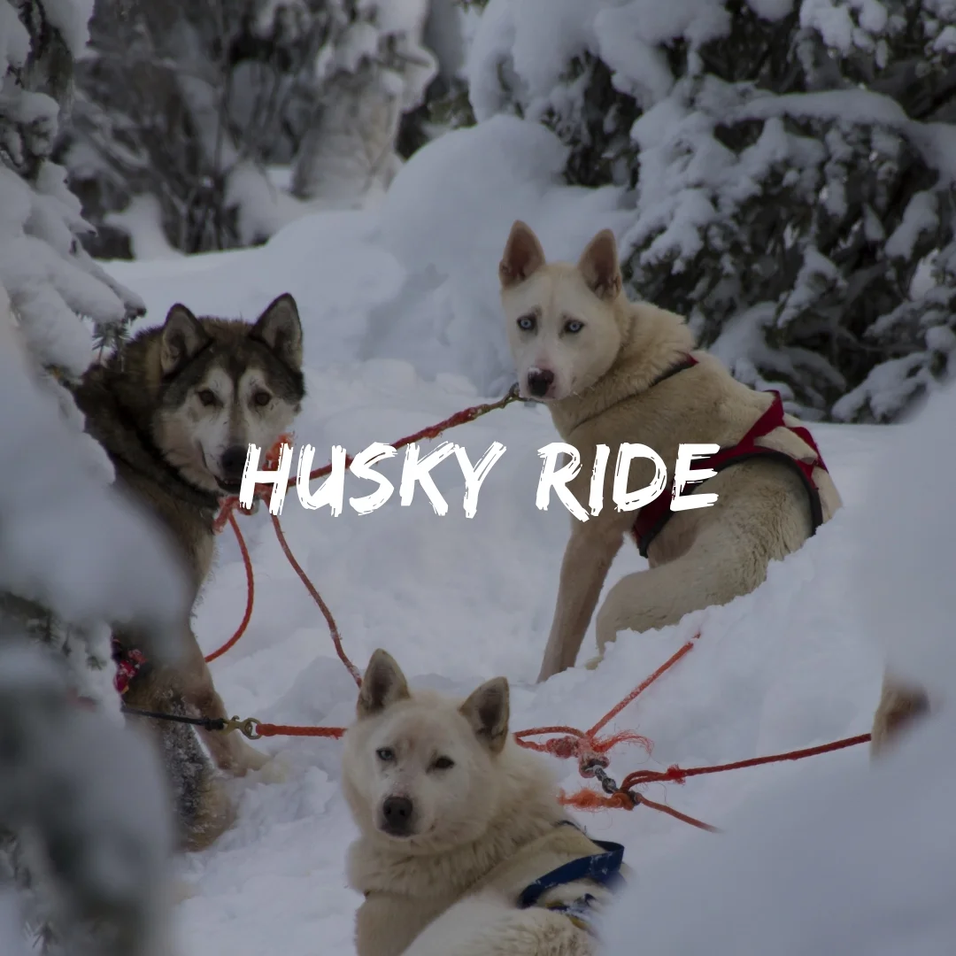 Copy of Meet Huskies &amp; Reindeer in Arctic Circle (Copy)