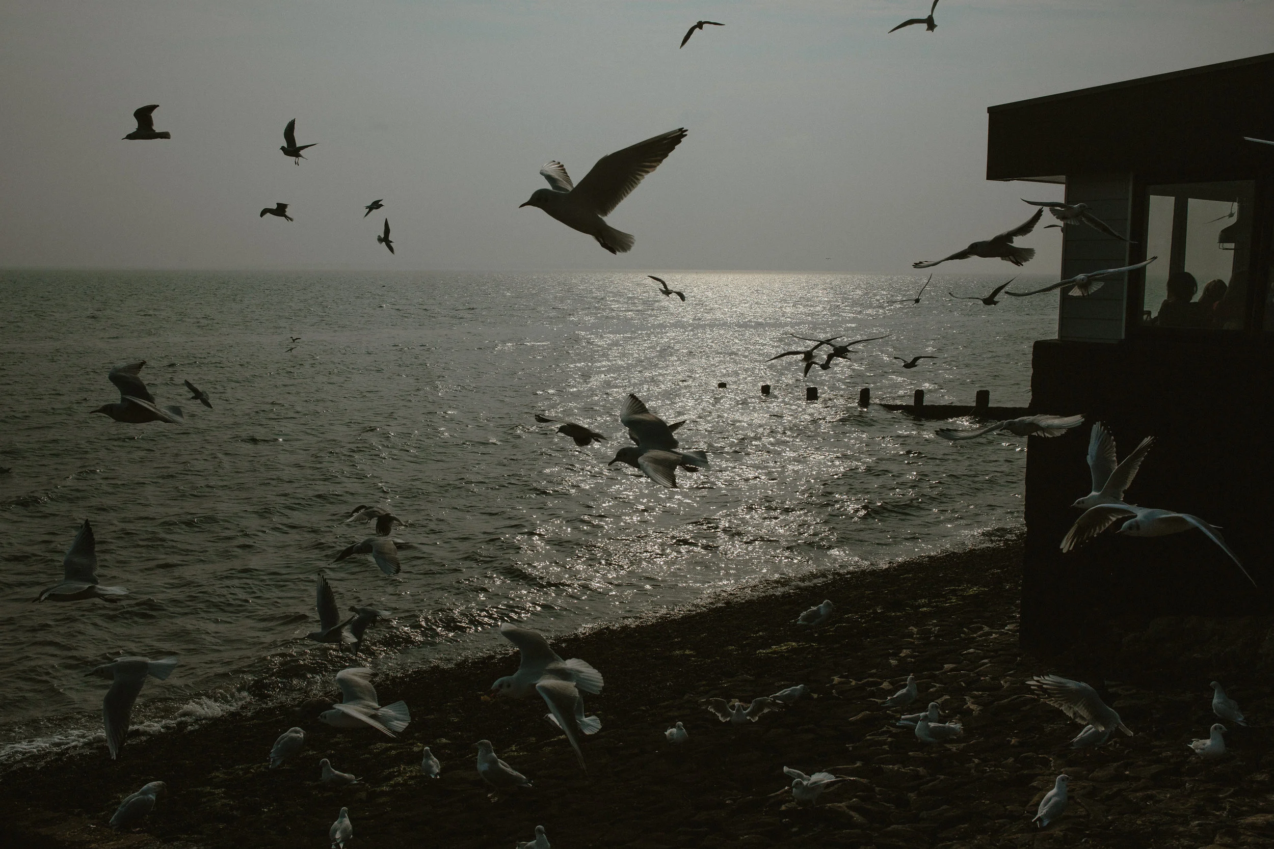 Birds - LincolnPictures-1.jpg