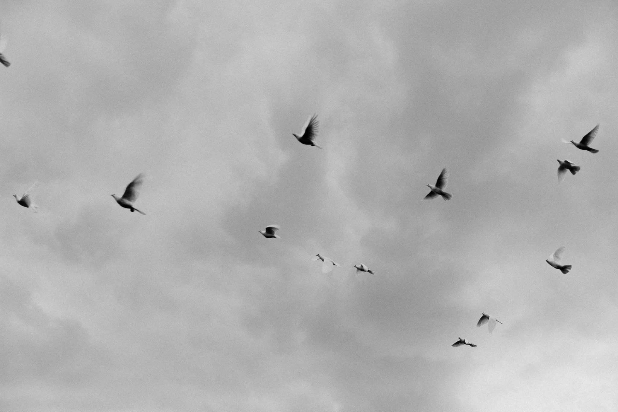 birds - Sara Lincoln Photography-1.jpg