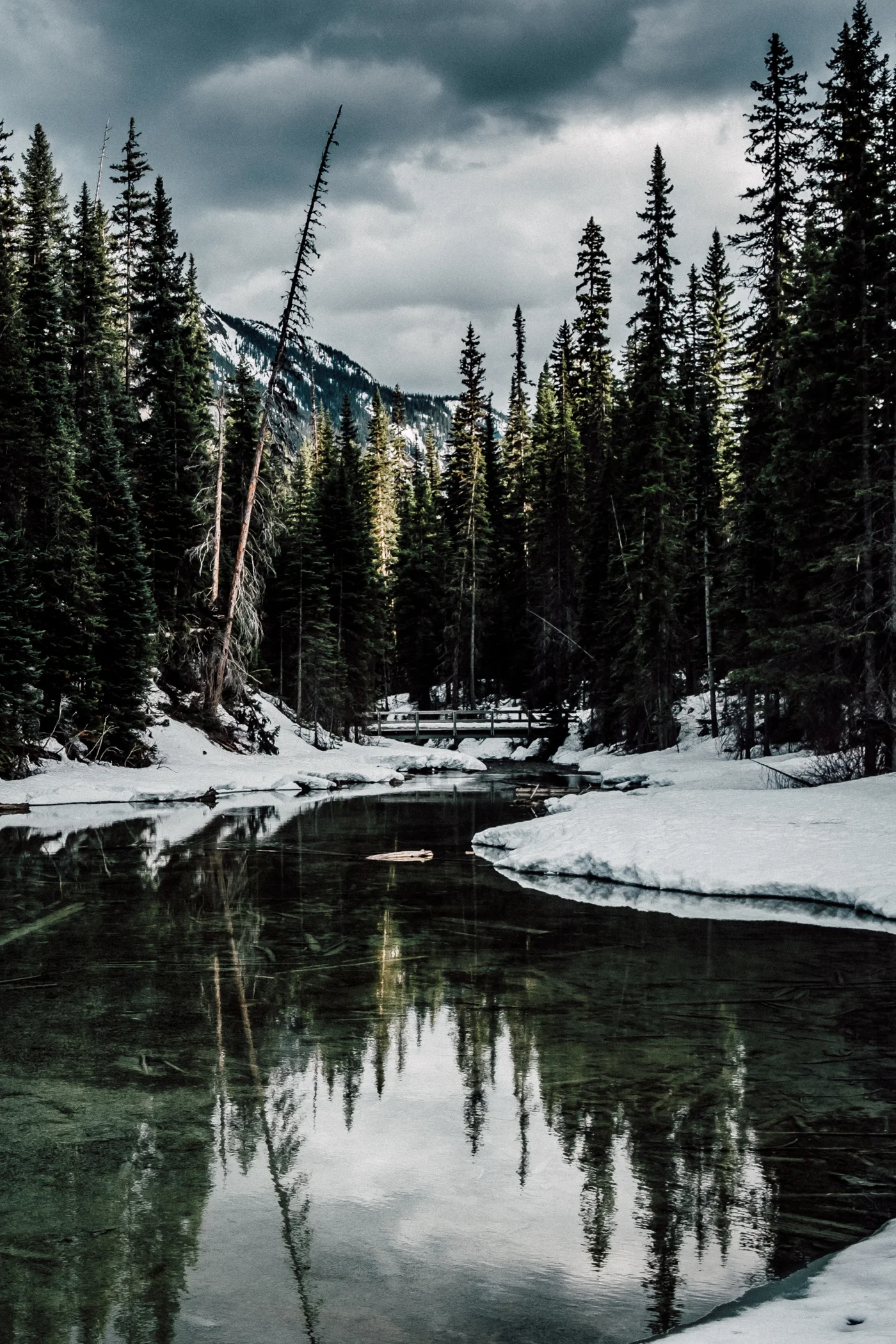 Behanced Tree Reflection.jpg