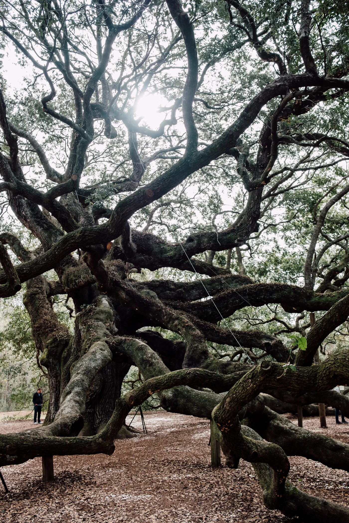 Angel Oak.jpg