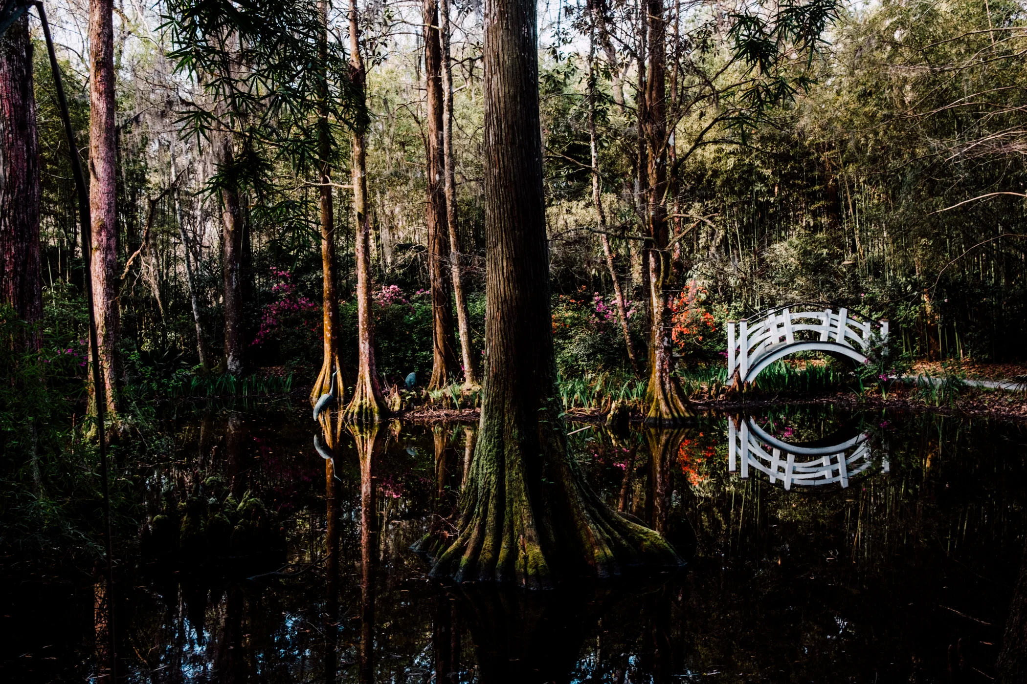 Swamp Tree Middle.jpg