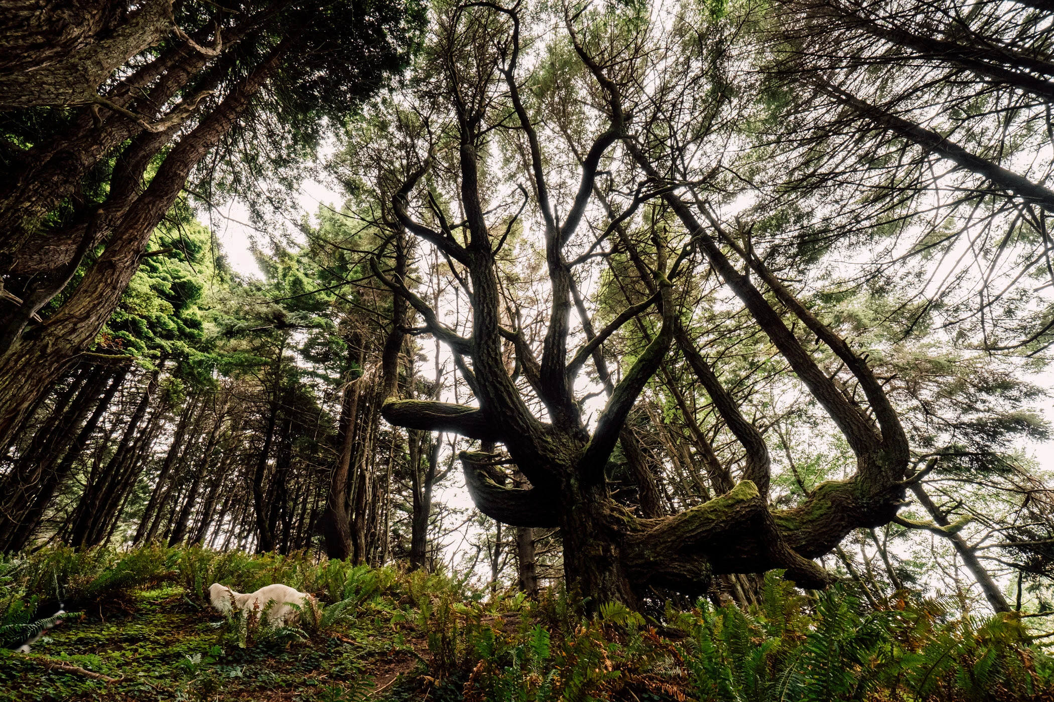 Enchanted Forest.JPG