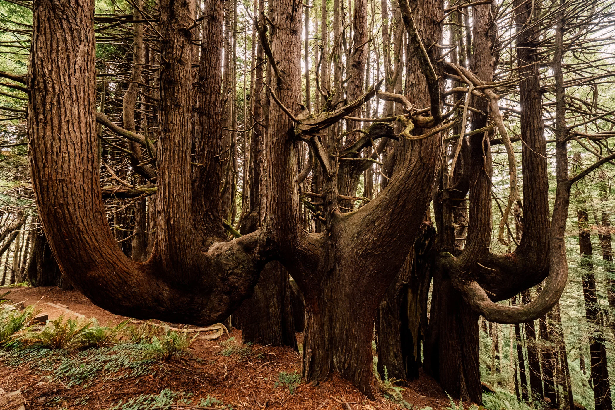 Enchanted Forest-3.JPG