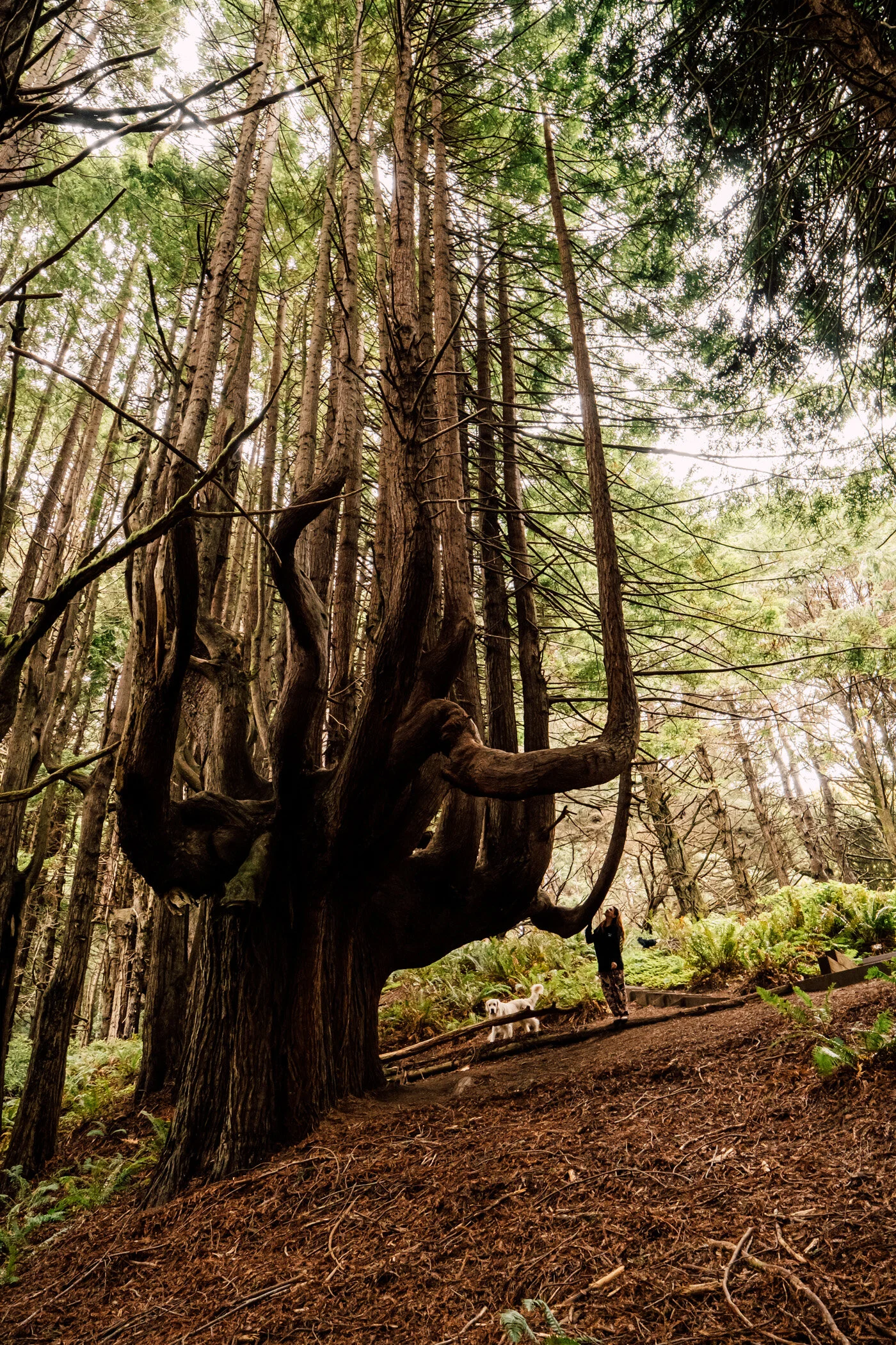 Enchanted Forest-2.JPG