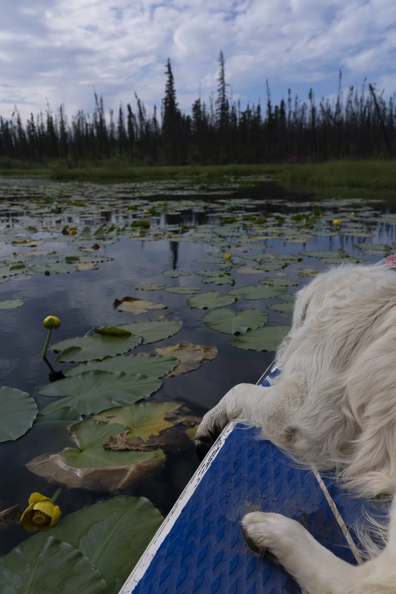Toes in the Water.jpg