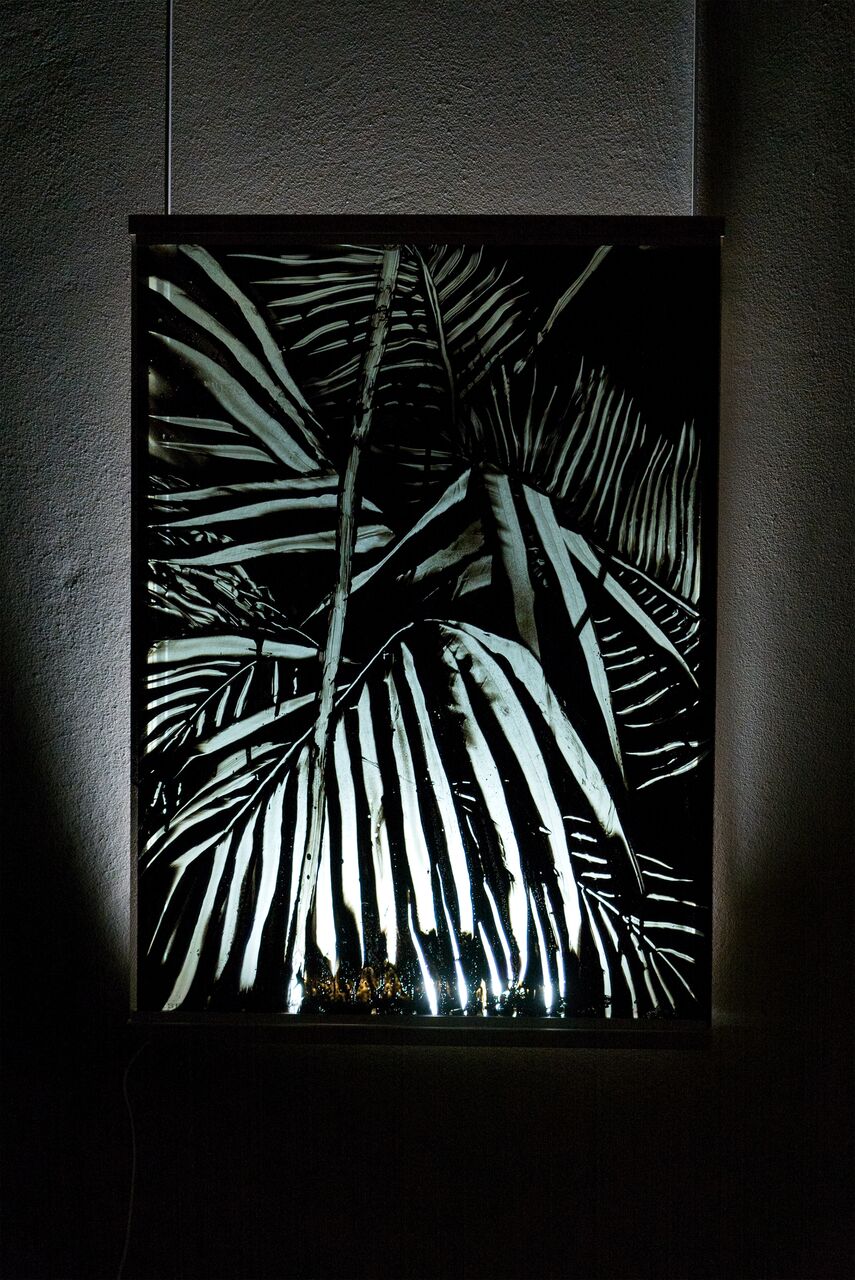 Antwerpen window plant 56 x 76 cm
