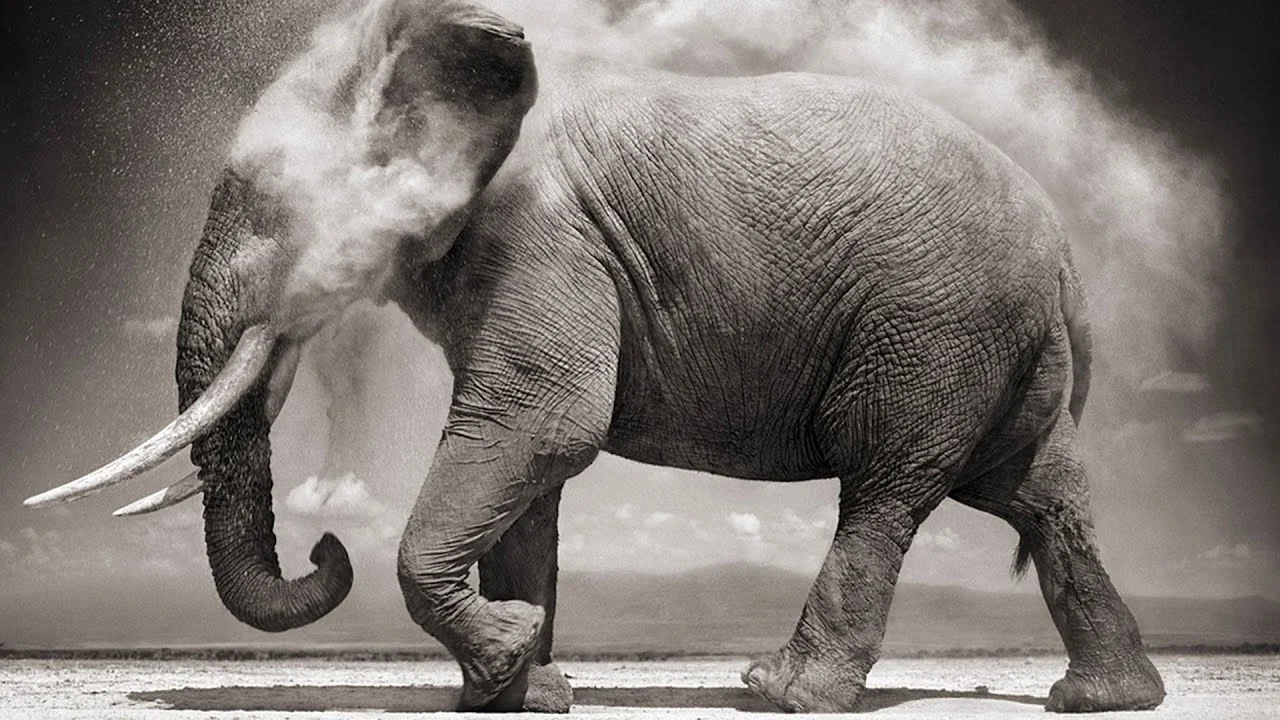 Nick Brandt, 1976