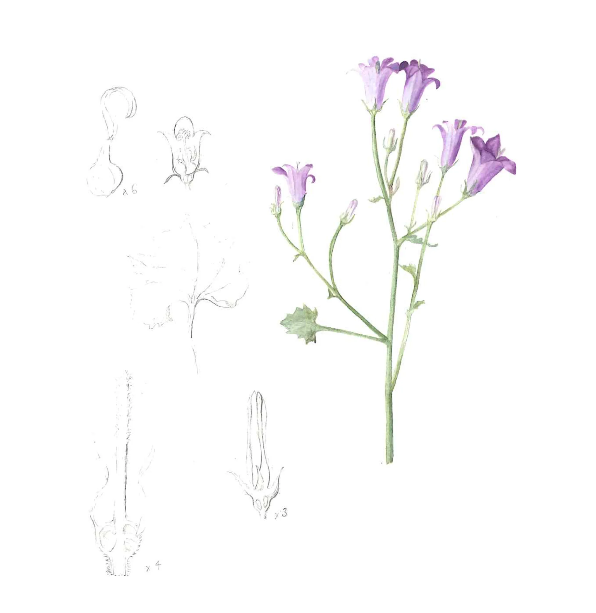 Campanula portenschlagiana