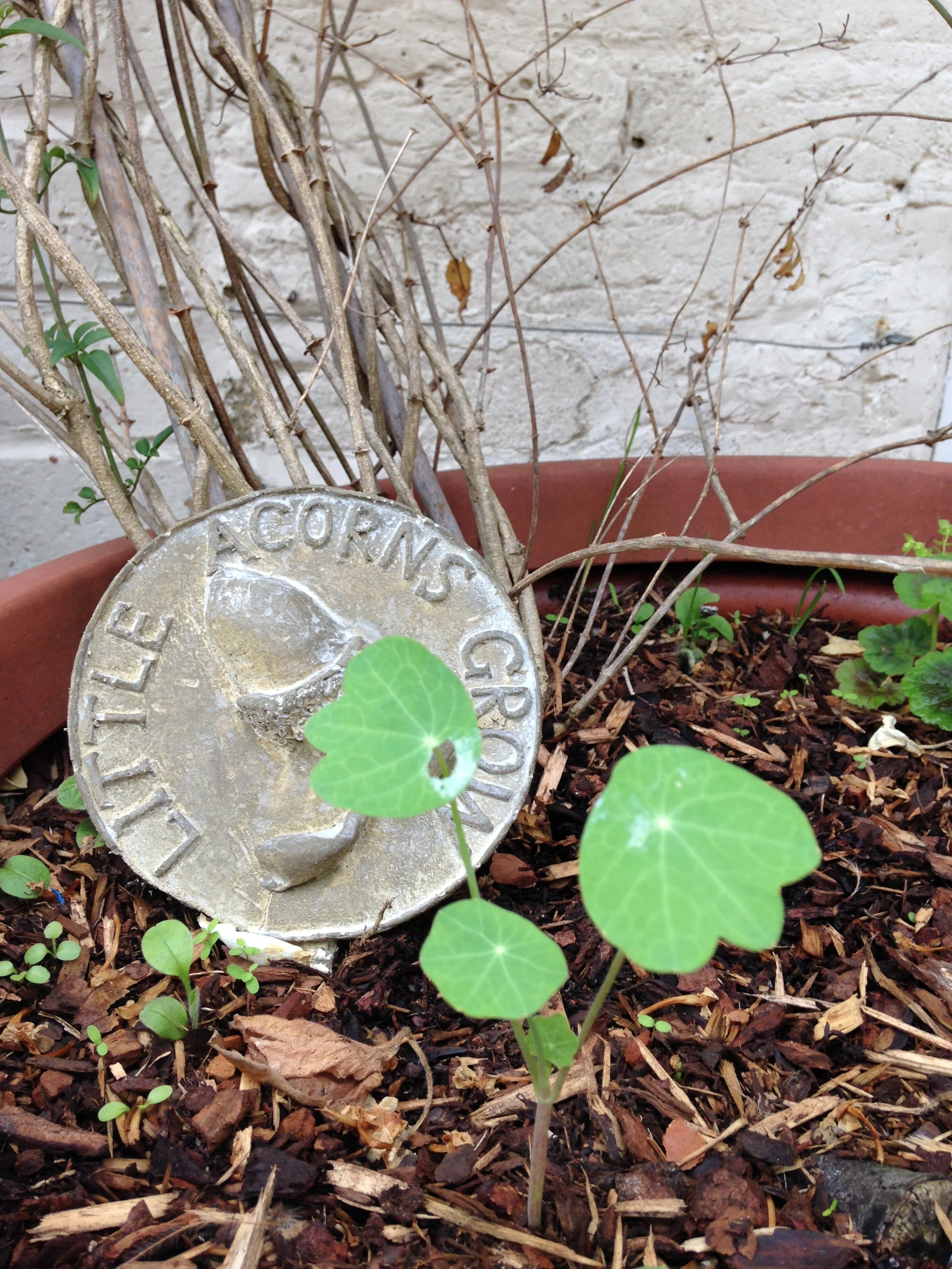 'Great Oaks from Little Acorns Grow'
