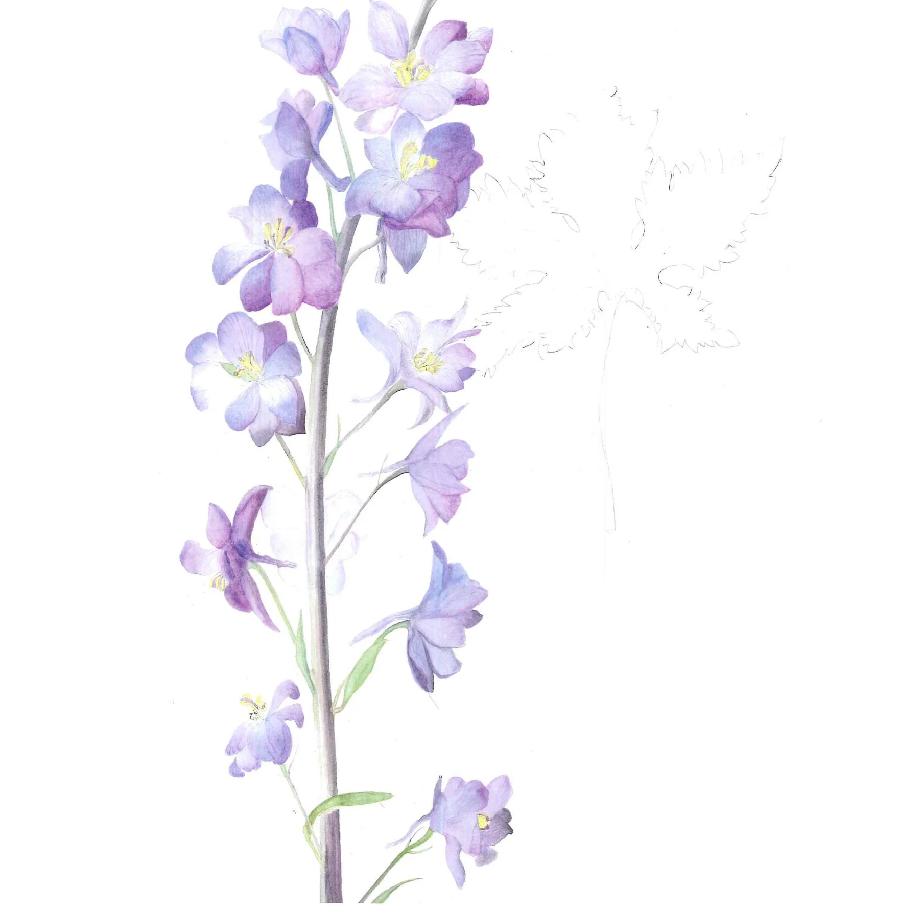 Delphinium