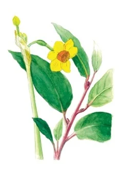 Daffodils