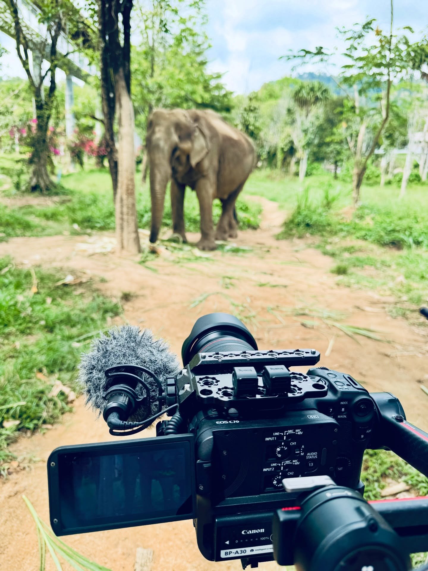 Saturday - filming for a 🇺🇸 based company. First stop - the elephants 🎥