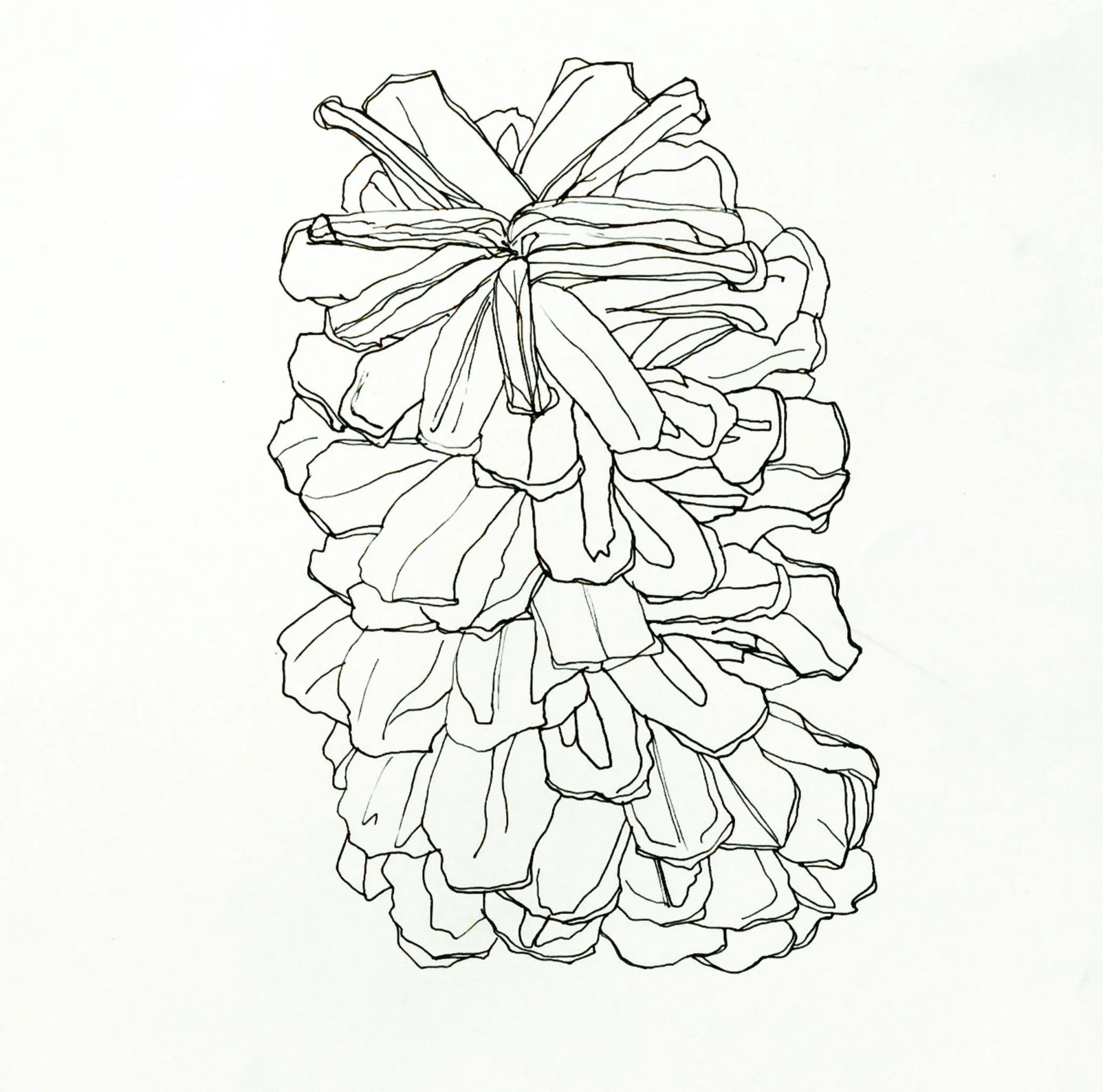 Pine Cone.jpg