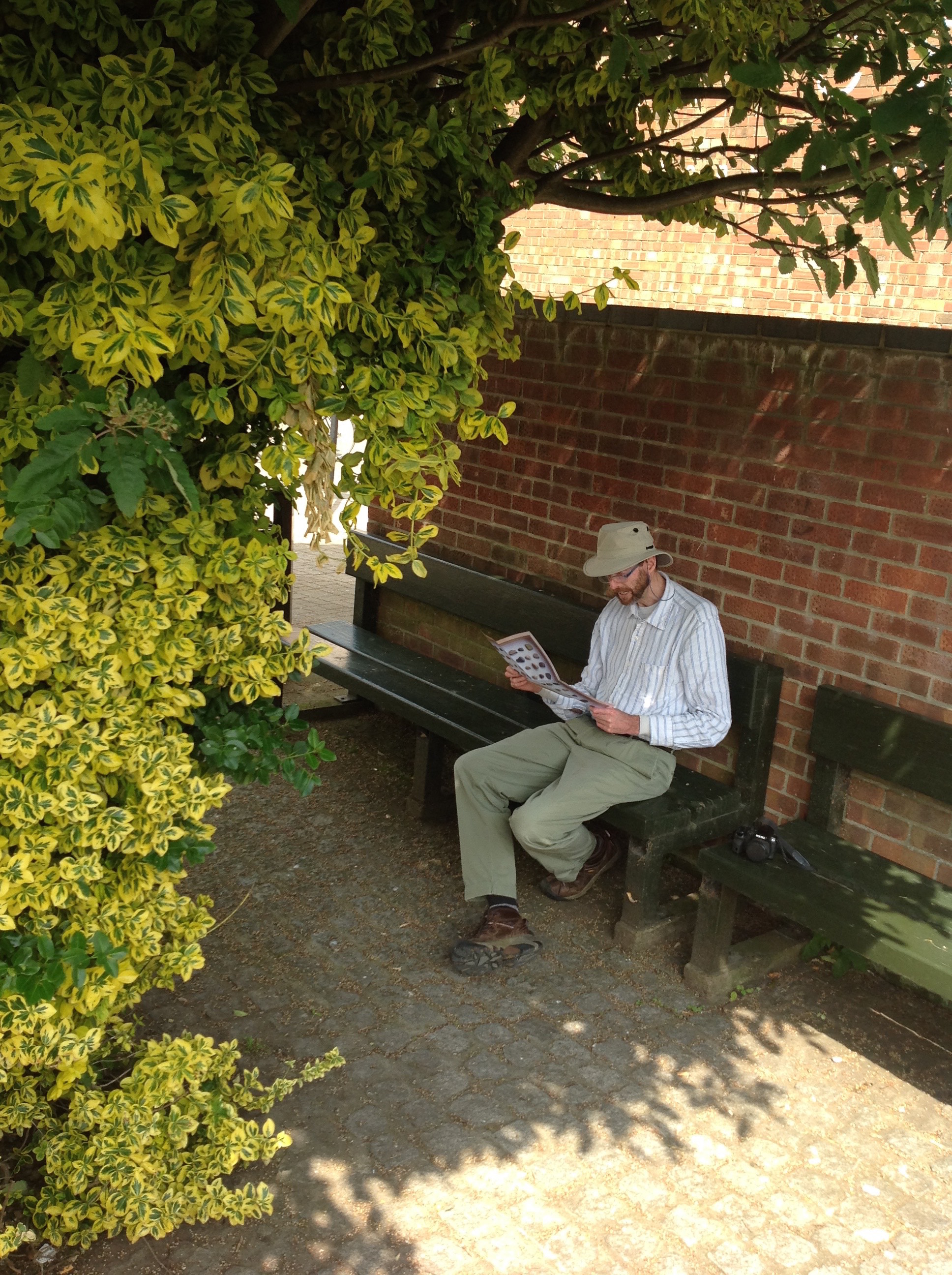 Shelter and shade. Trees help to shade streets and buildings in summer and provide shelter from winds and eddies.